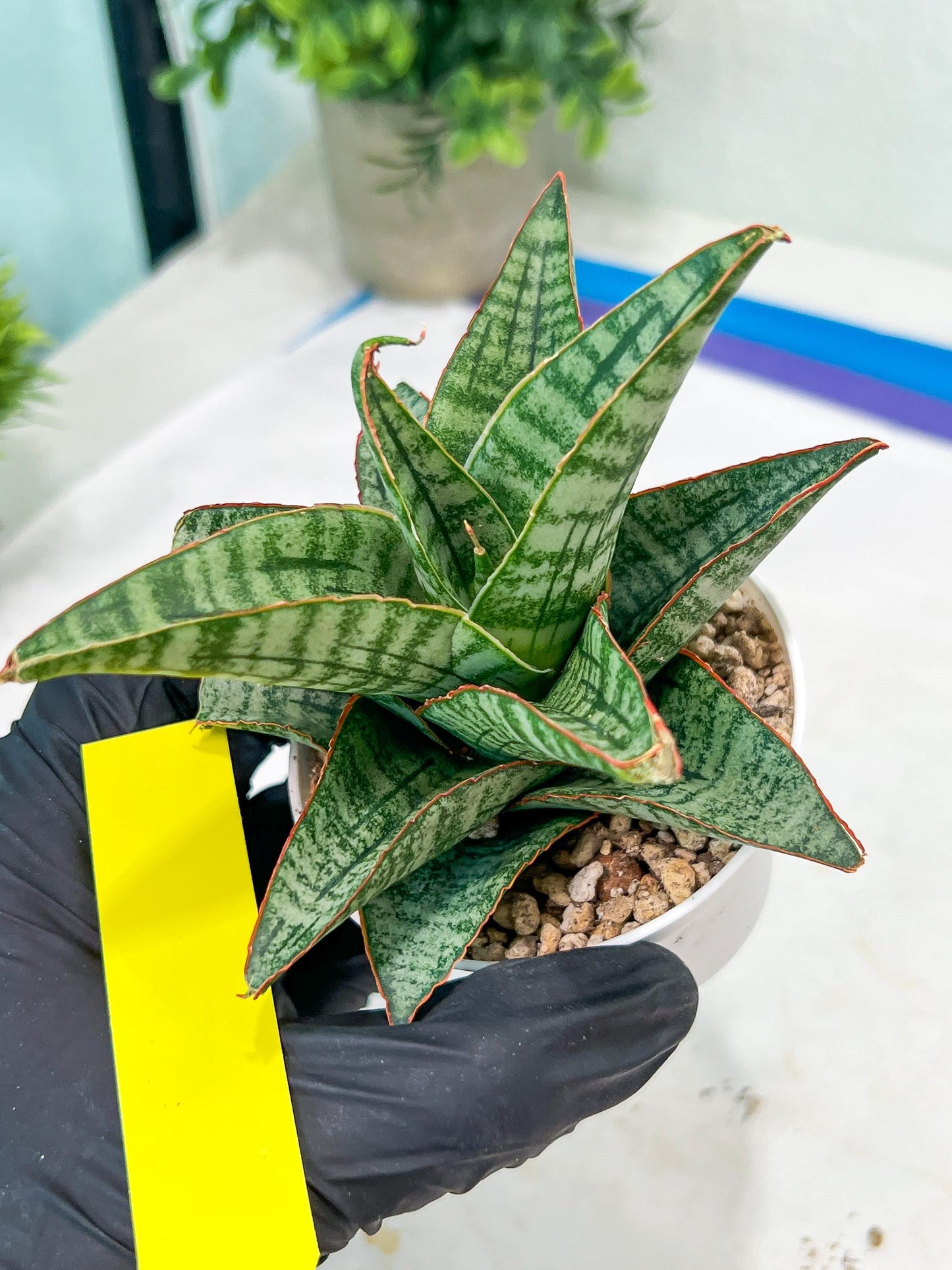 Sansevieria Cordova x dwonsi x gabriela (#H47) | Rare Imported Hybrids