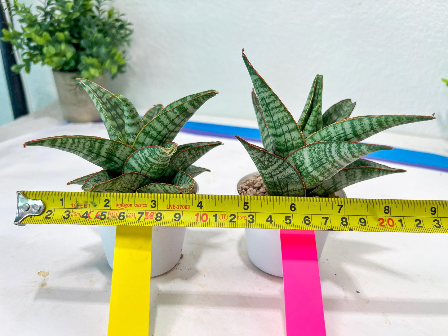 Sansevieria Cordova x dwonsi x gabriela (#H47) | Rare Imported Hybrids