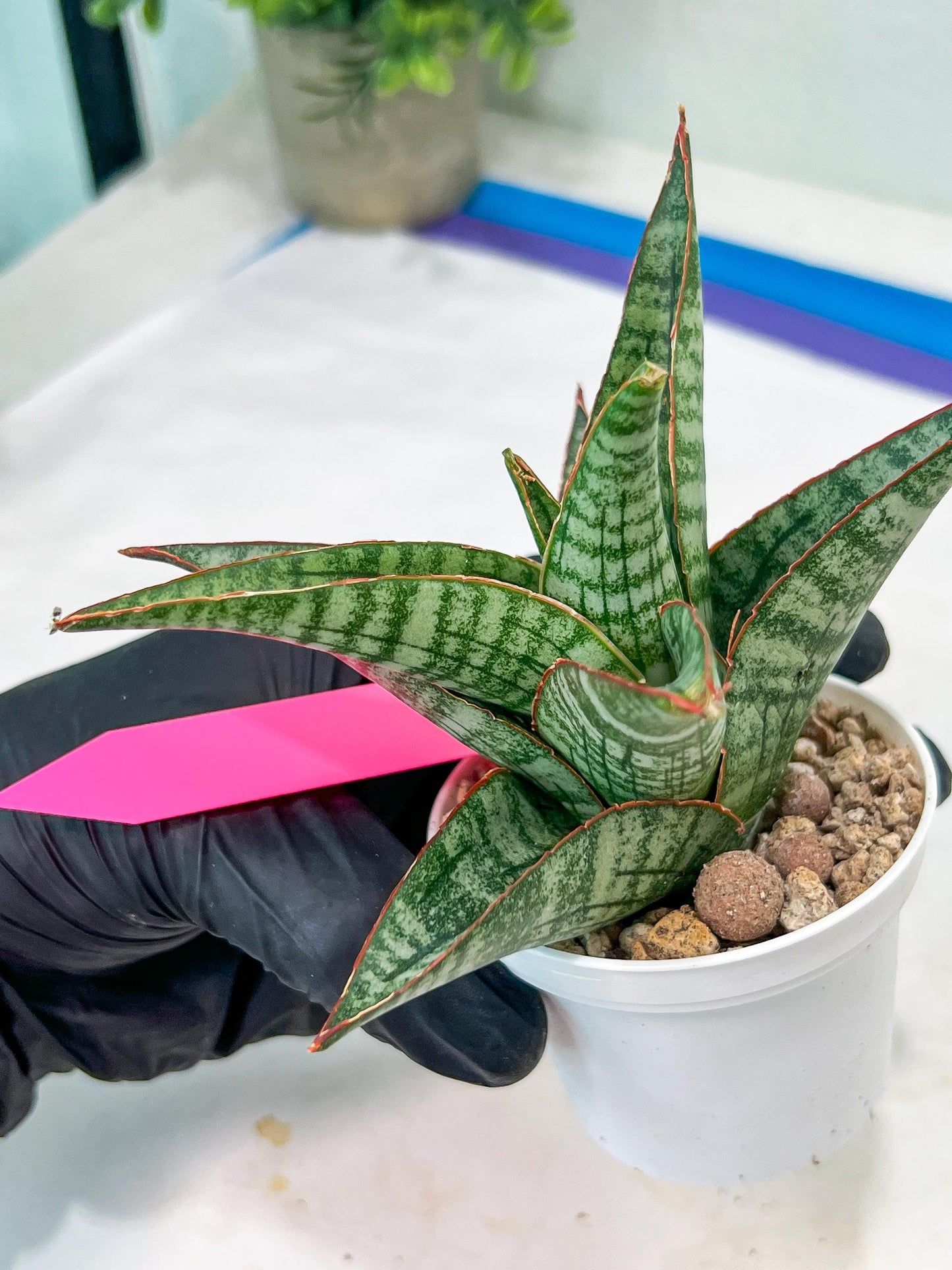 Sansevieria Cordova x dwonsi x gabriela (#H47) | Rare Imported Hybrids