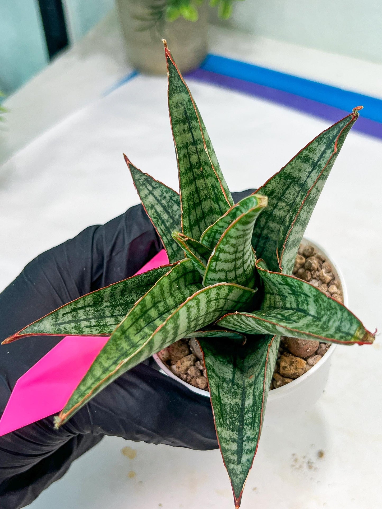 Sansevieria Cordova x dwonsi x gabriela (#H47) | Rare Imported Hybrids