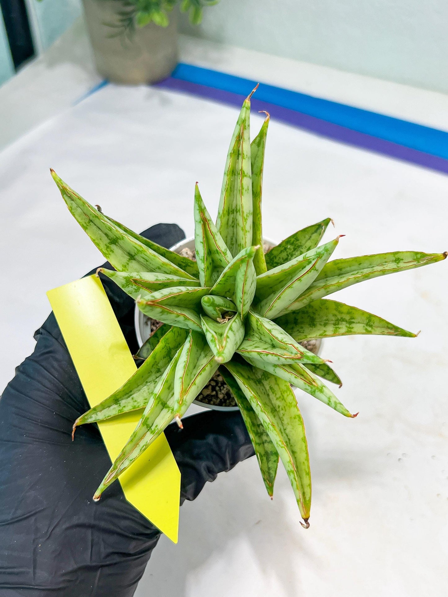 Sansevieria Blue Ice (#H50) | Imported Hybrid Snake Plant