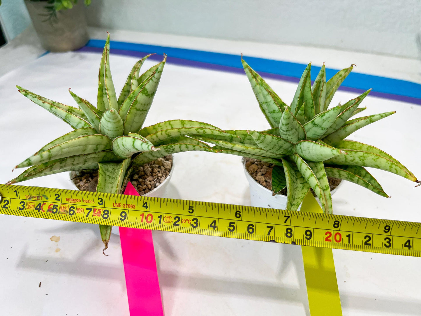 Sansevieria Blue Ice (#H50) | Imported Hybrid Snake Plant