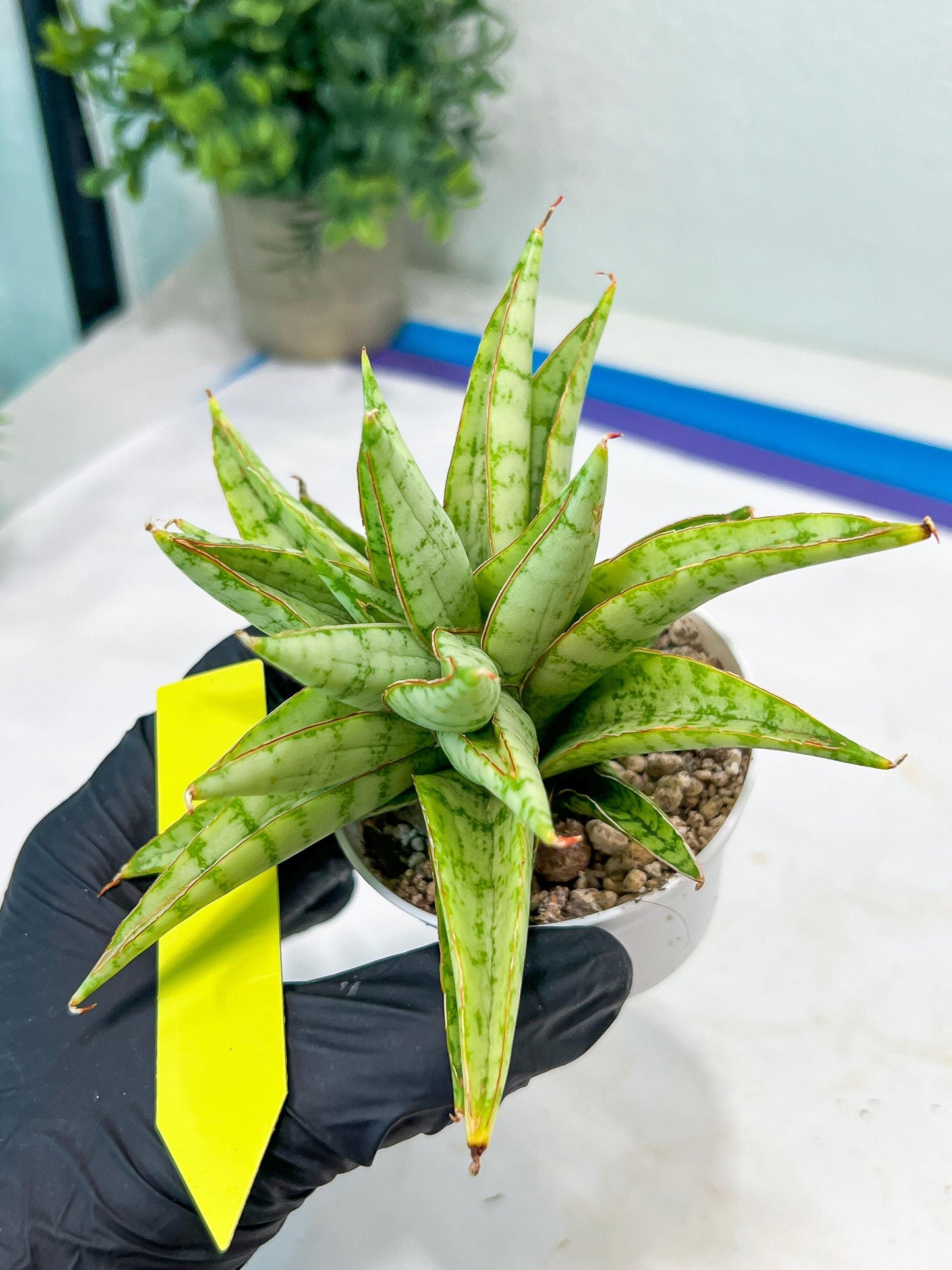 Sansevieria Blue Ice (#H50) | Imported Hybrid Snake Plant