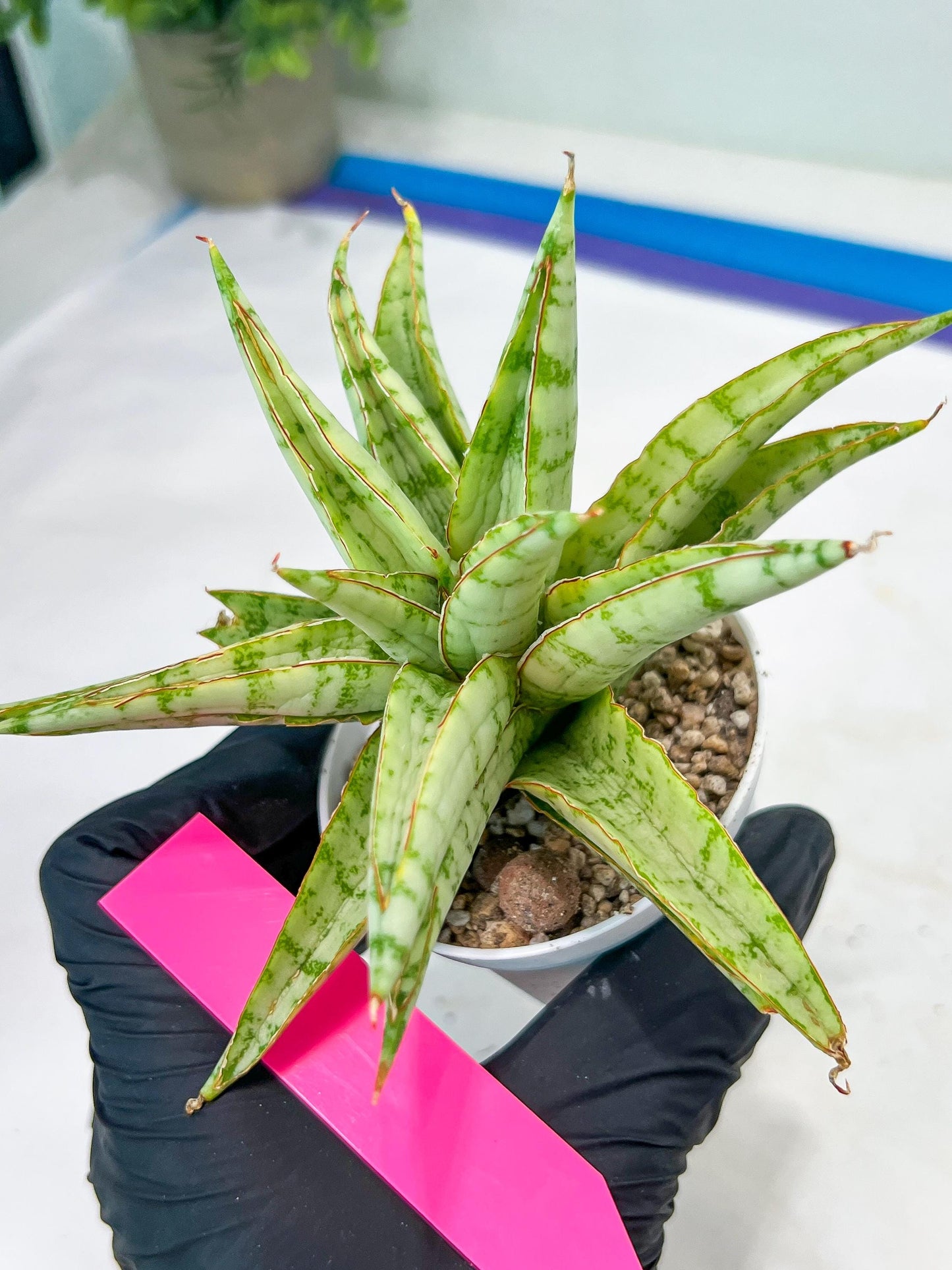 Sansevieria Blue Ice (#H50) | Imported Hybrid Snake Plant