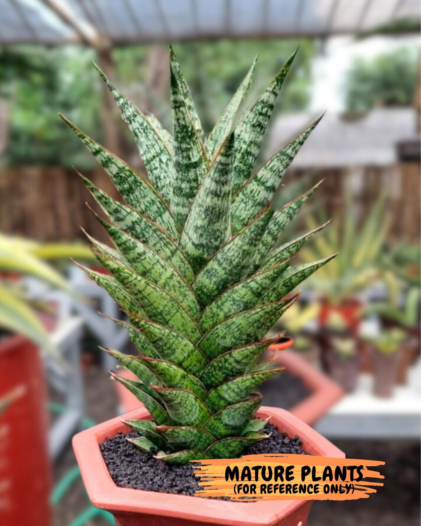 Sansevieria Toxin (#H51) | Imported House Plants