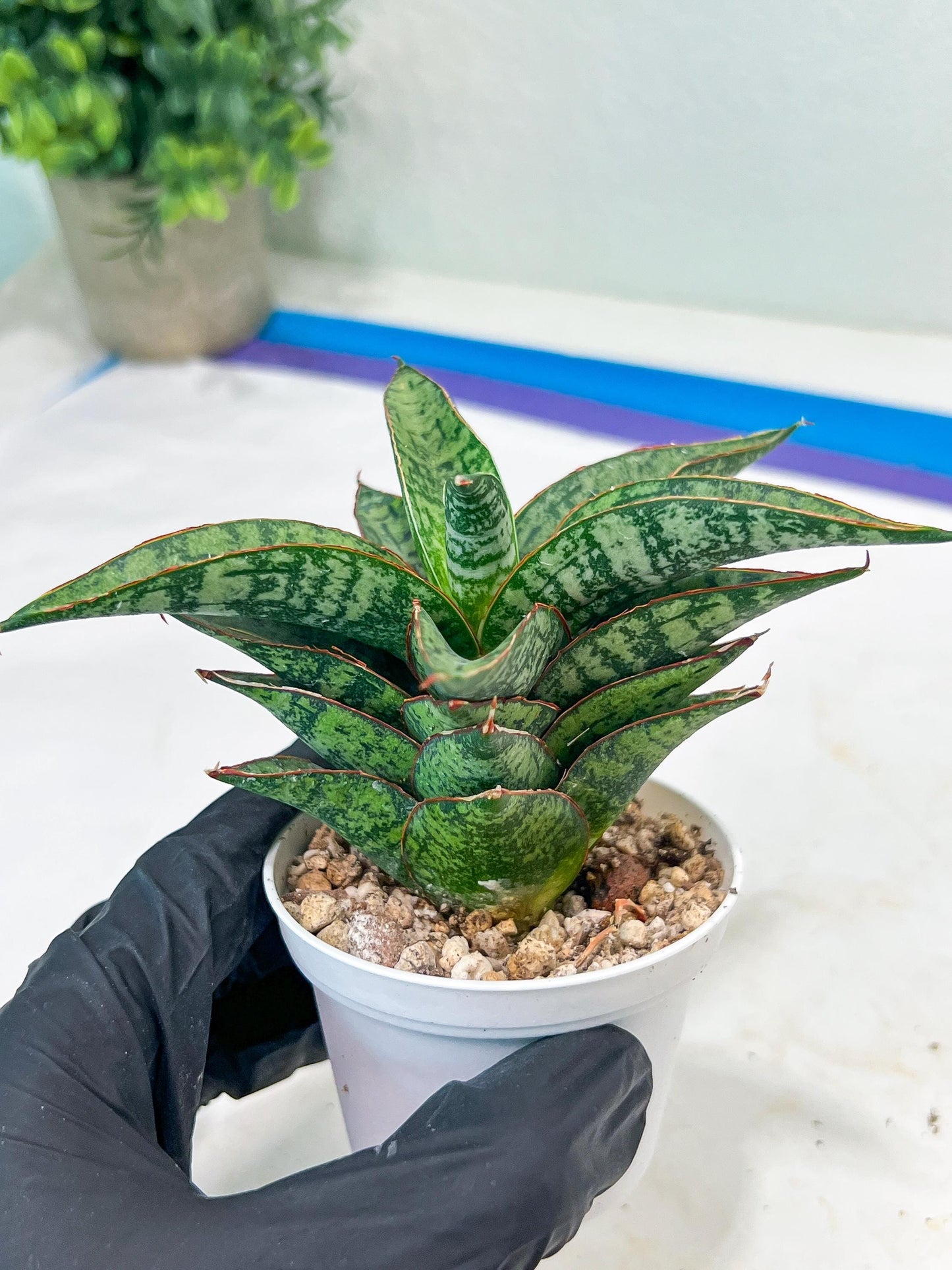 Sansevieria Toxin (#H51) | Imported House Plants
