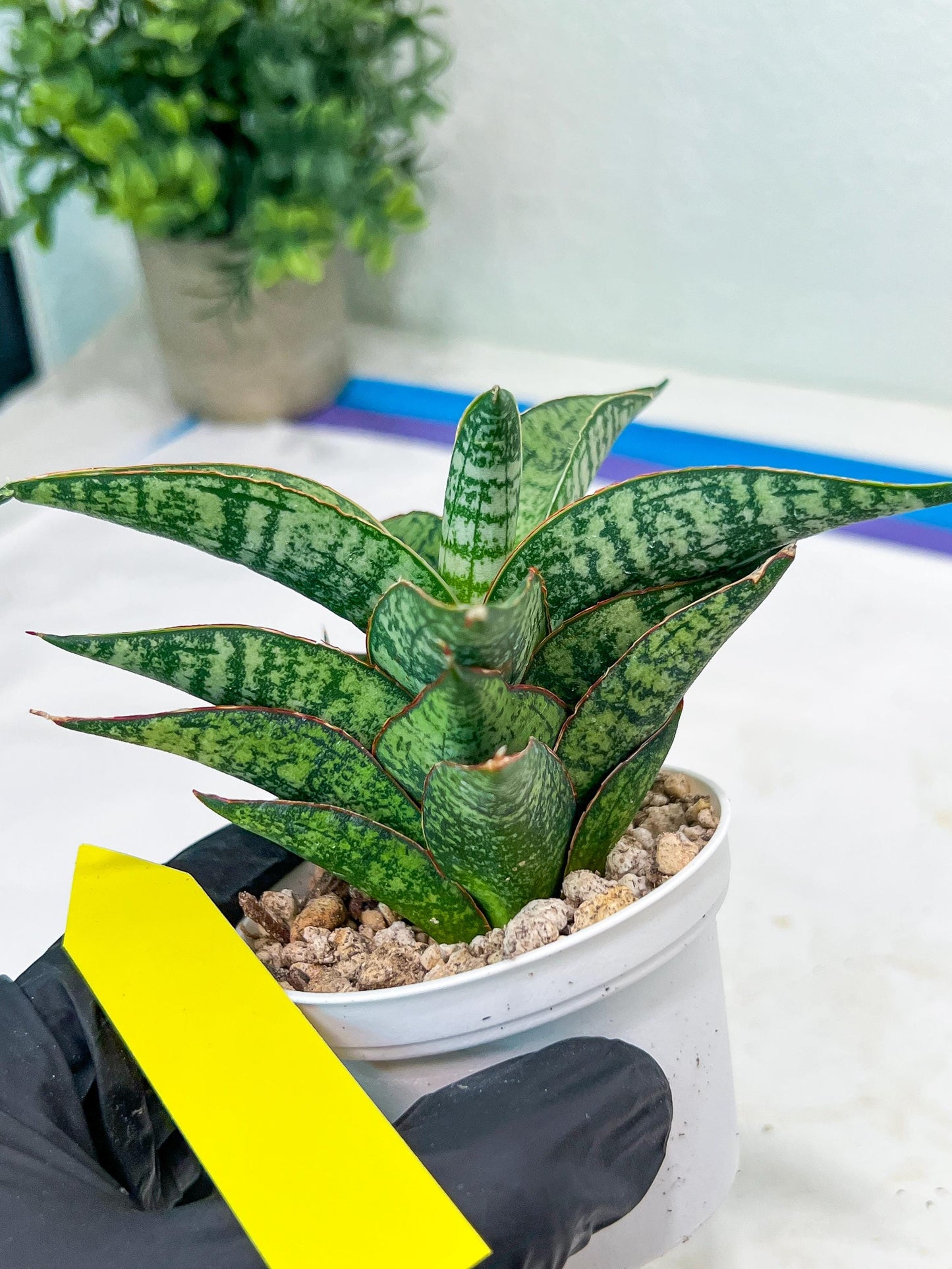 Sansevieria Toxin (#H51) | Imported House Plants