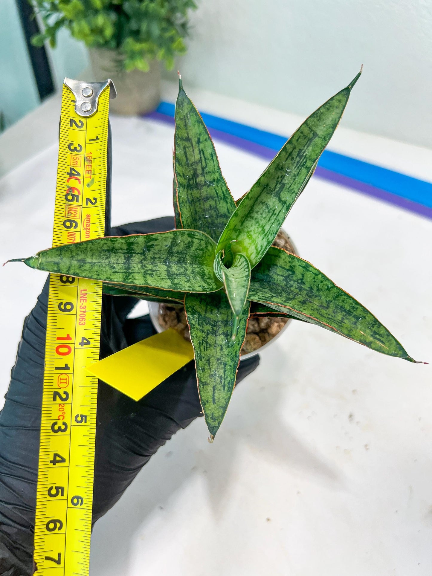 Sansevieria Toxin (#H51) | Imported House Plants