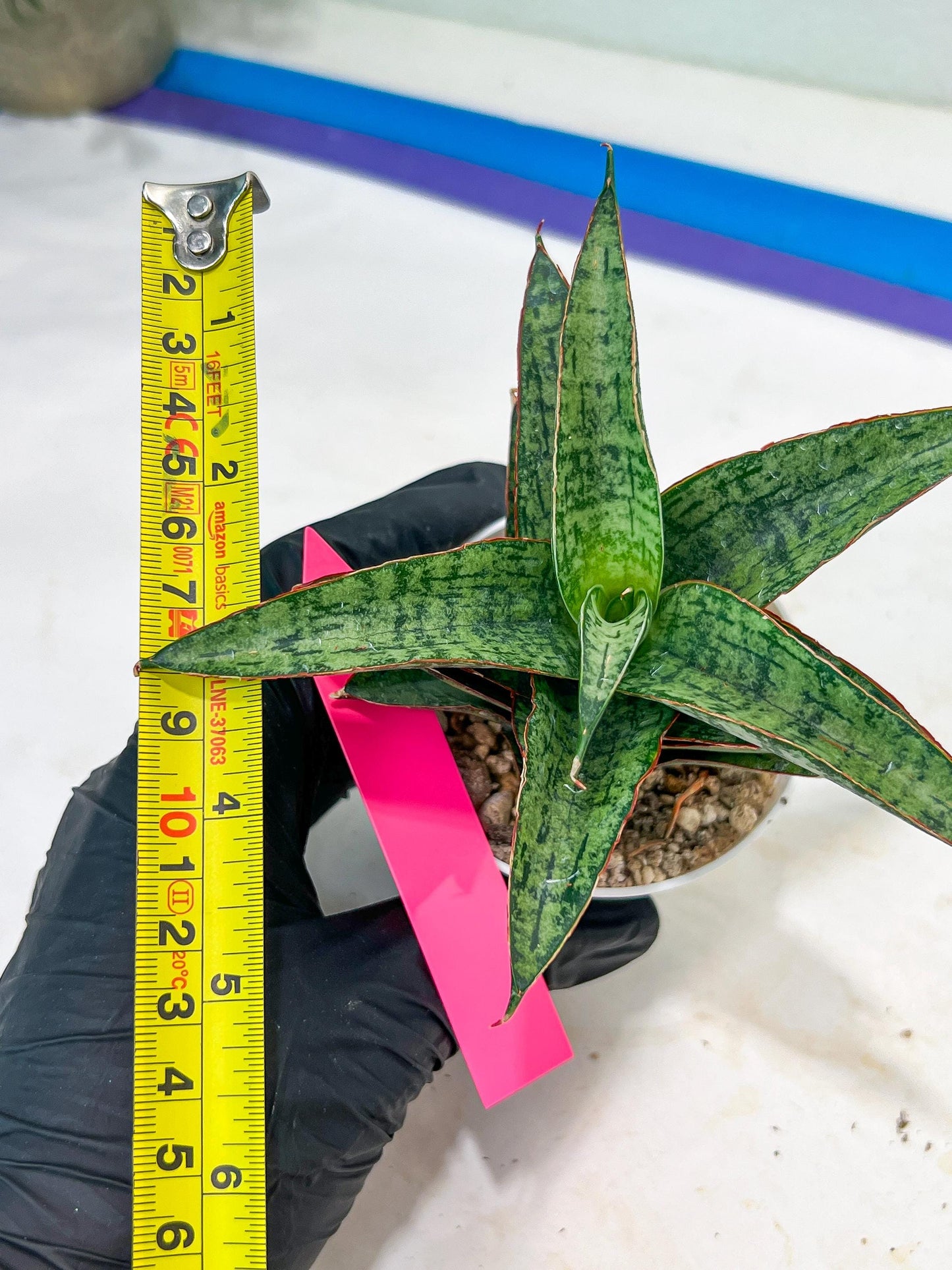 Sansevieria Toxin (#H51) | Imported House Plants