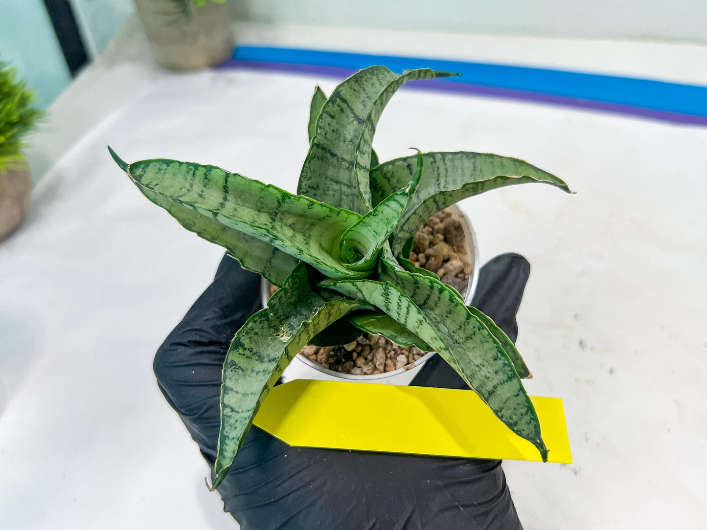 Sanseviera MELLA (#H52) | Imported Hybrids