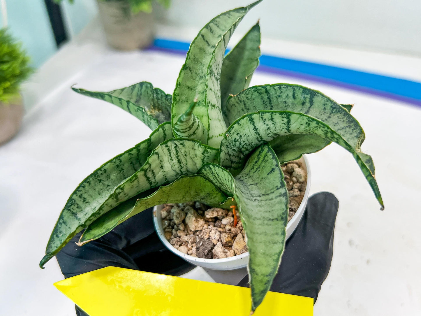 Sanseviera MELLA (#H52) | Imported Hybrids