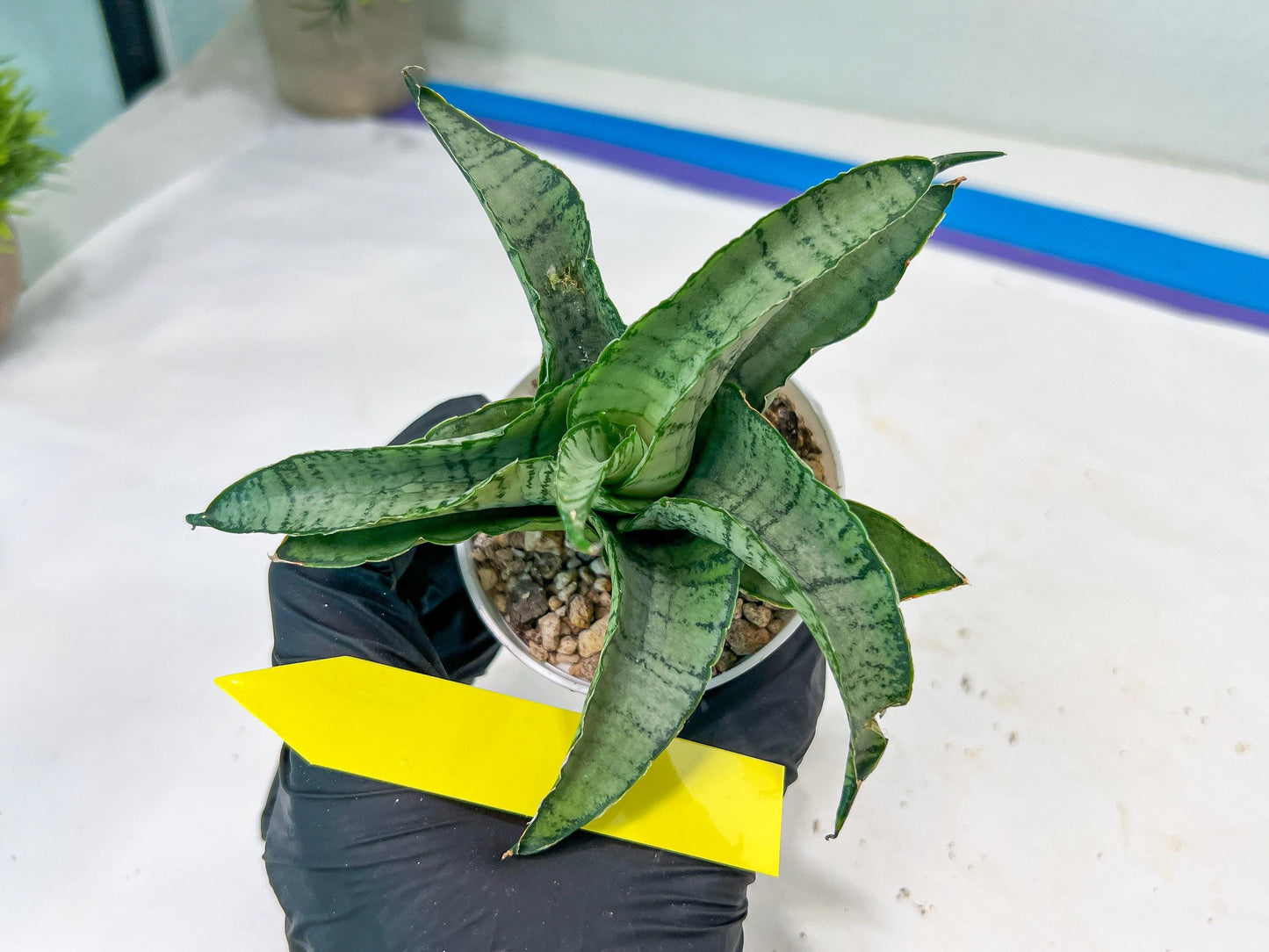 Sanseviera MELLA (#H52) | Imported Hybrids