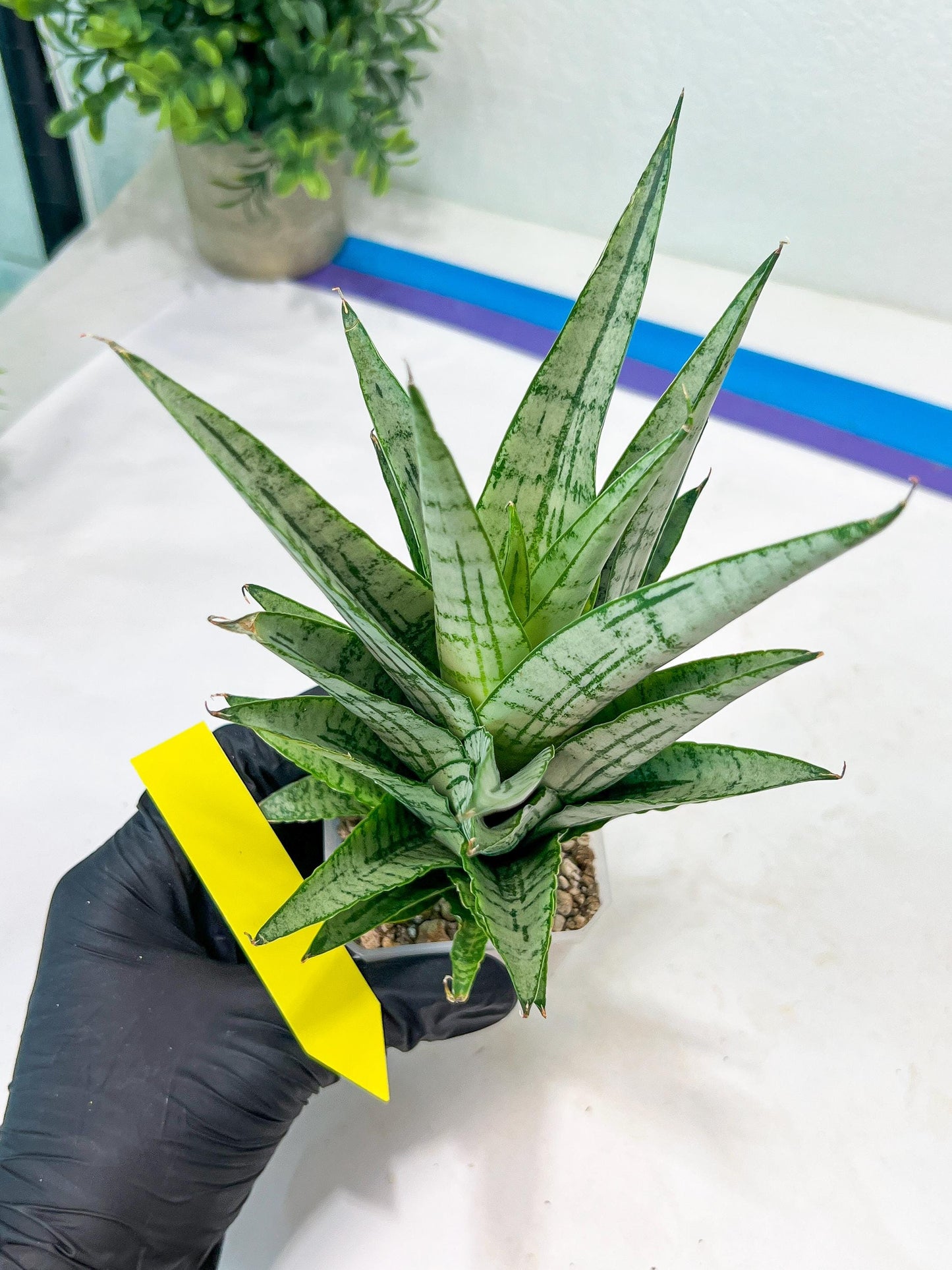 Sansevieria Gepeng (H17) | Imported Snake Plants
