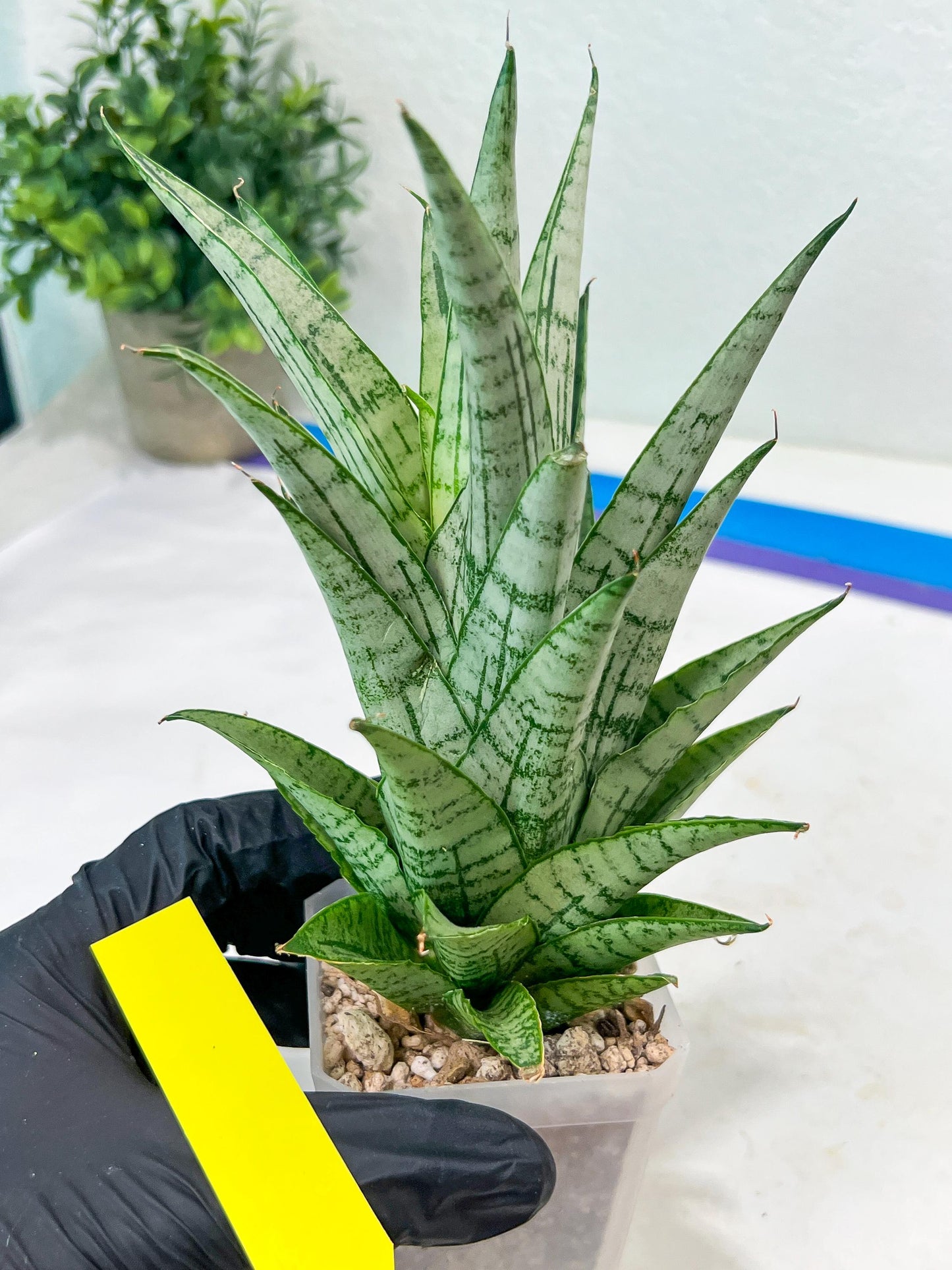 Sansevieria Gepeng (H17) | Imported Snake Plants