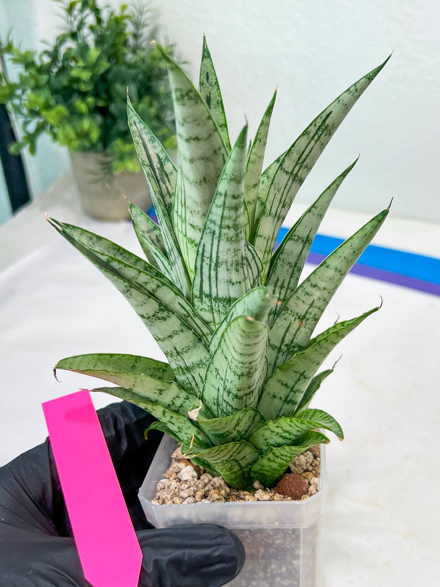 Sansevieria Gepeng (H17) | Imported Snake Plants