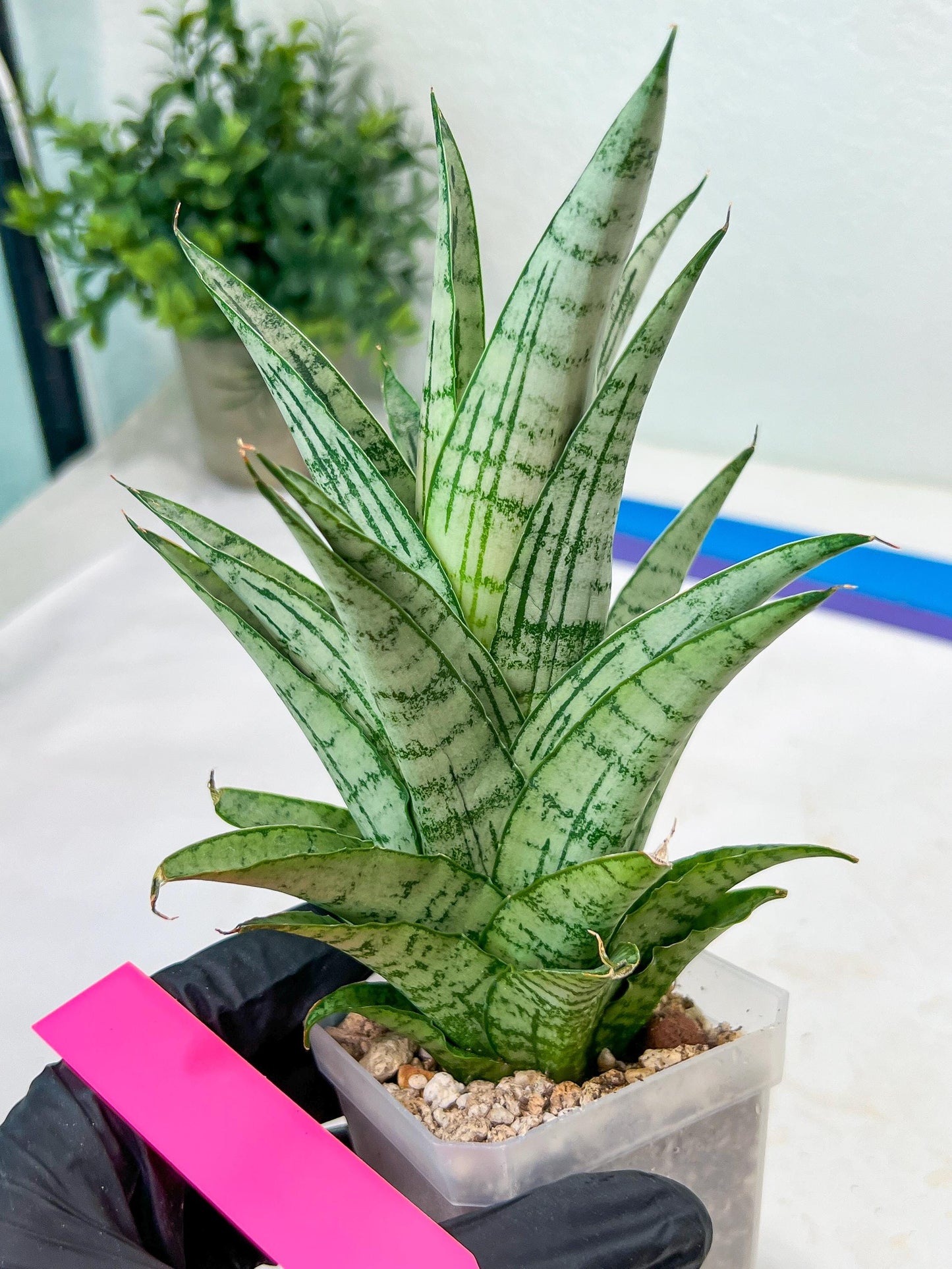 Sansevieria Gepeng (H17) | Imported Snake Plants