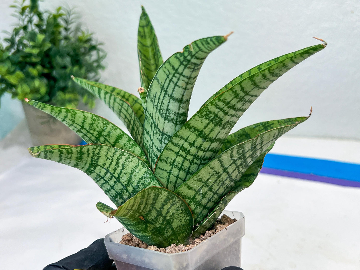 Sansevieria DareDevil (#H53) | Imported Snake Plants