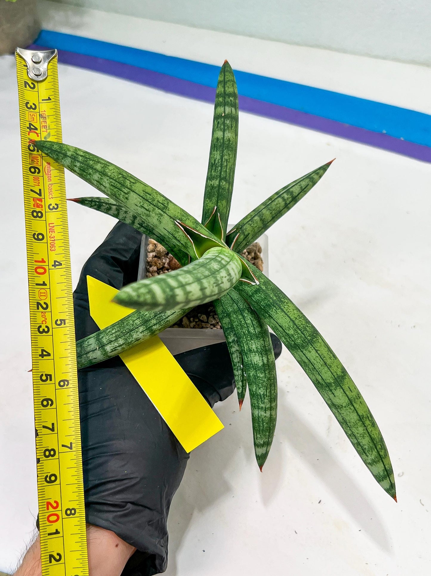 Sansevieria Suffruticosa (#H58) | Imported Snake Plants