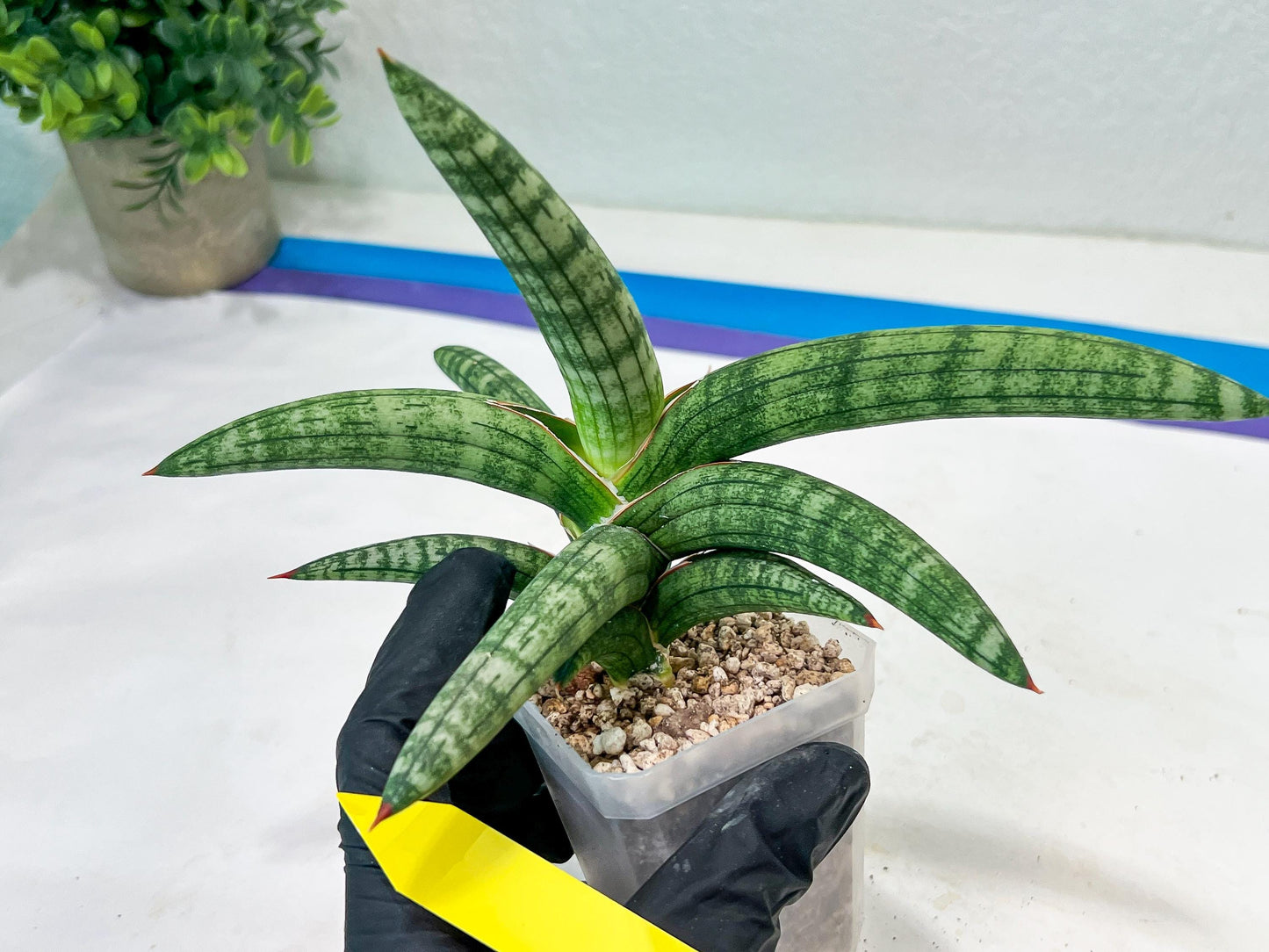 Sansevieria Suffruticosa (#H58) | Imported Snake Plants