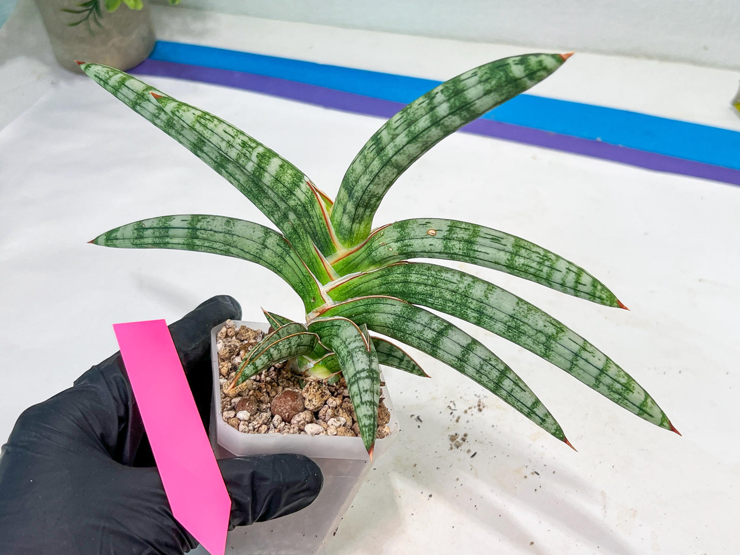 Sansevieria Suffruticosa (#H58) | Imported Snake Plants