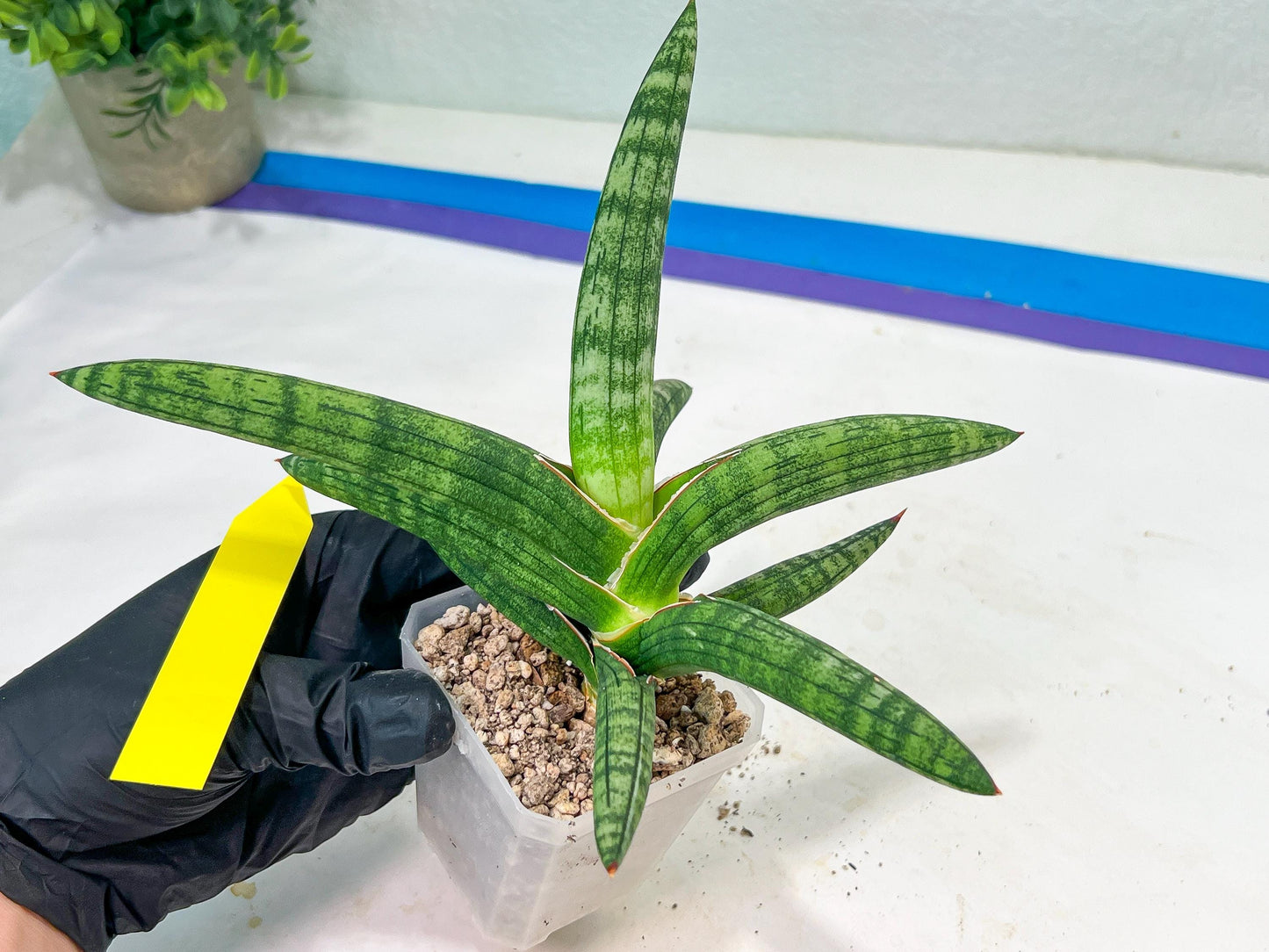 Sansevieria Suffruticosa (#H58) | Imported Snake Plants