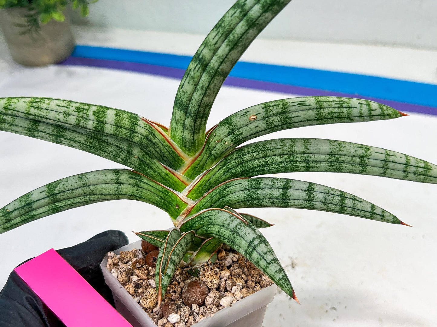 Sansevieria Suffruticosa (#H58) | Imported Snake Plants