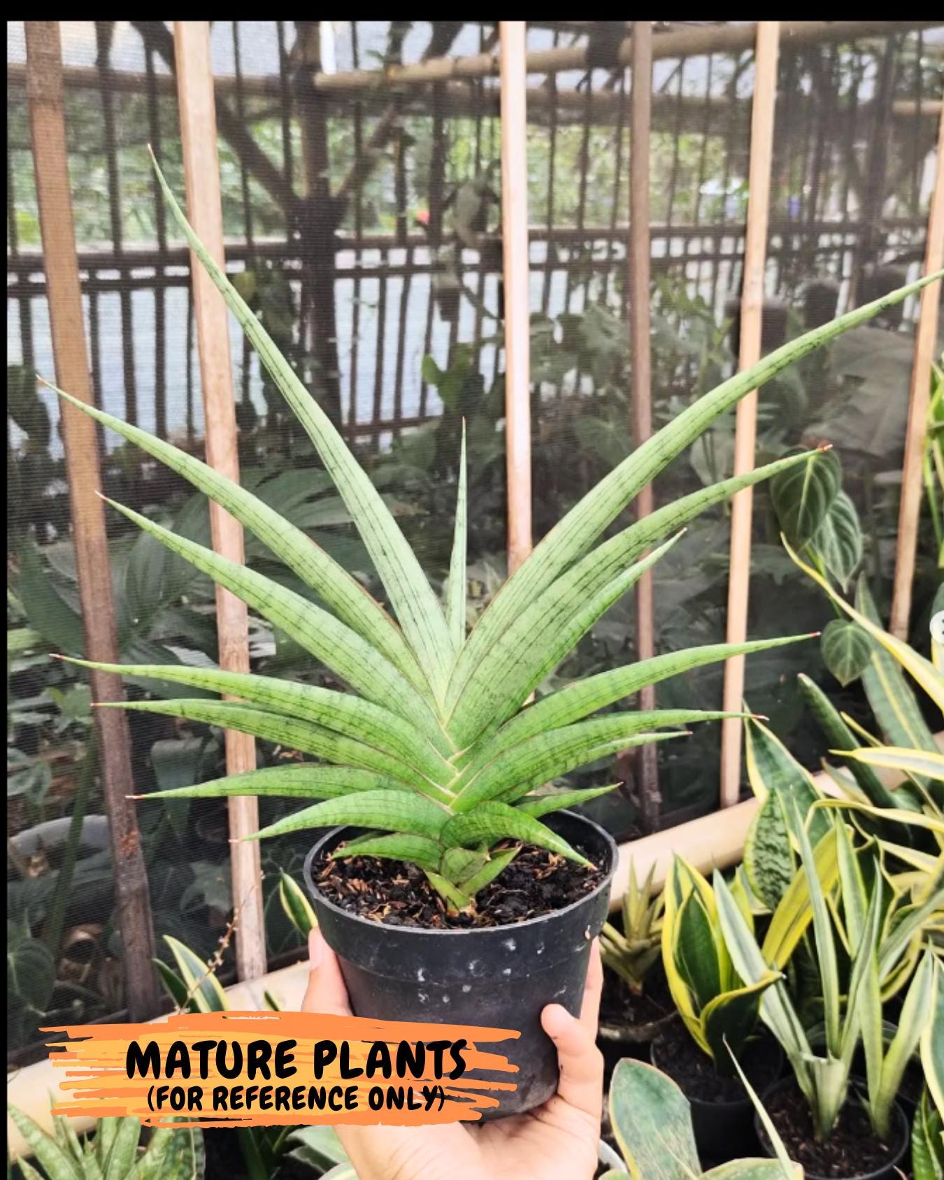 Sansevieria Serayu (Ha2) (2) | Rare hybrid Snake Plant