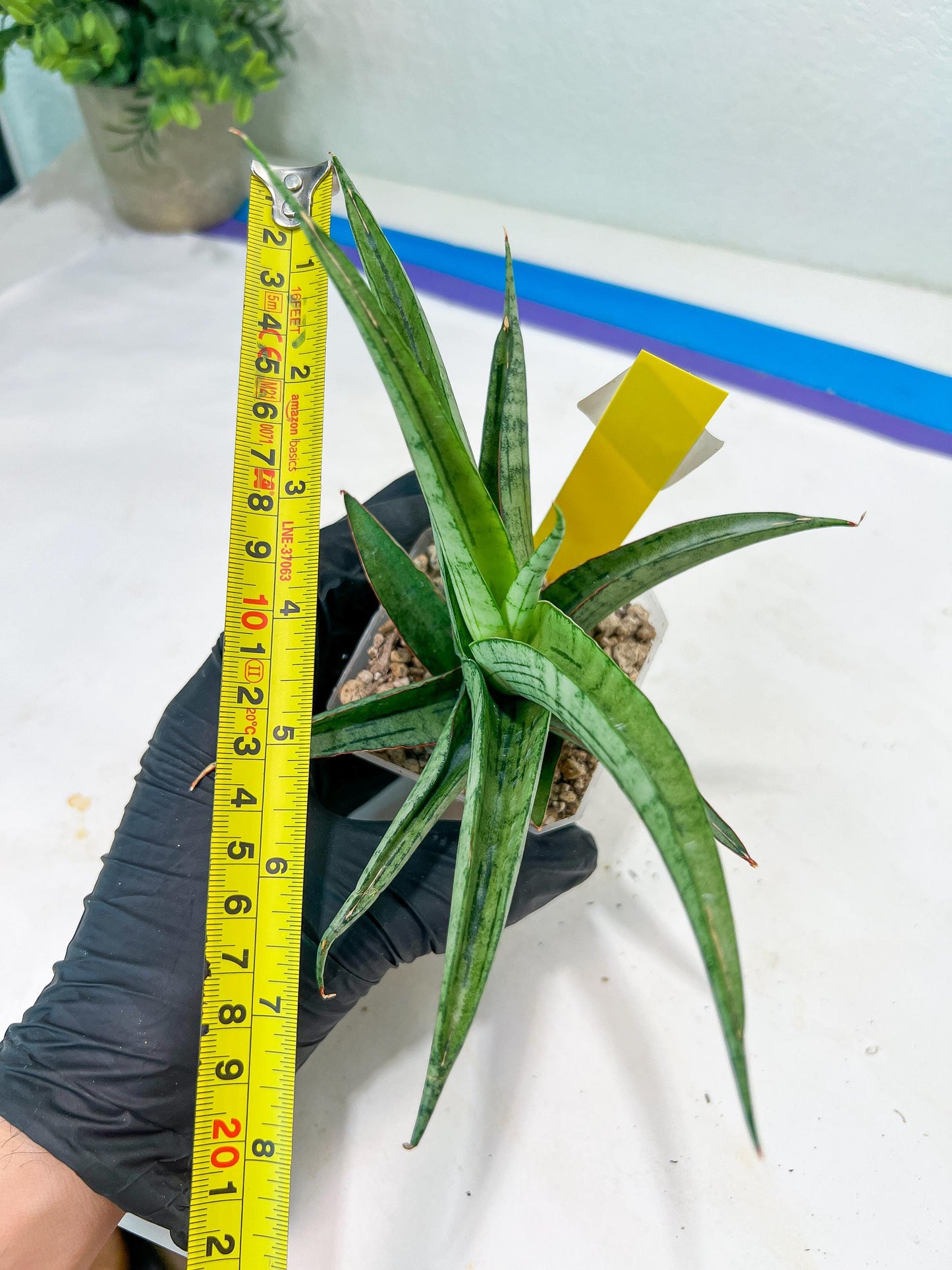 Sansevieria Serayu (#H59) | Imported Snake Plants