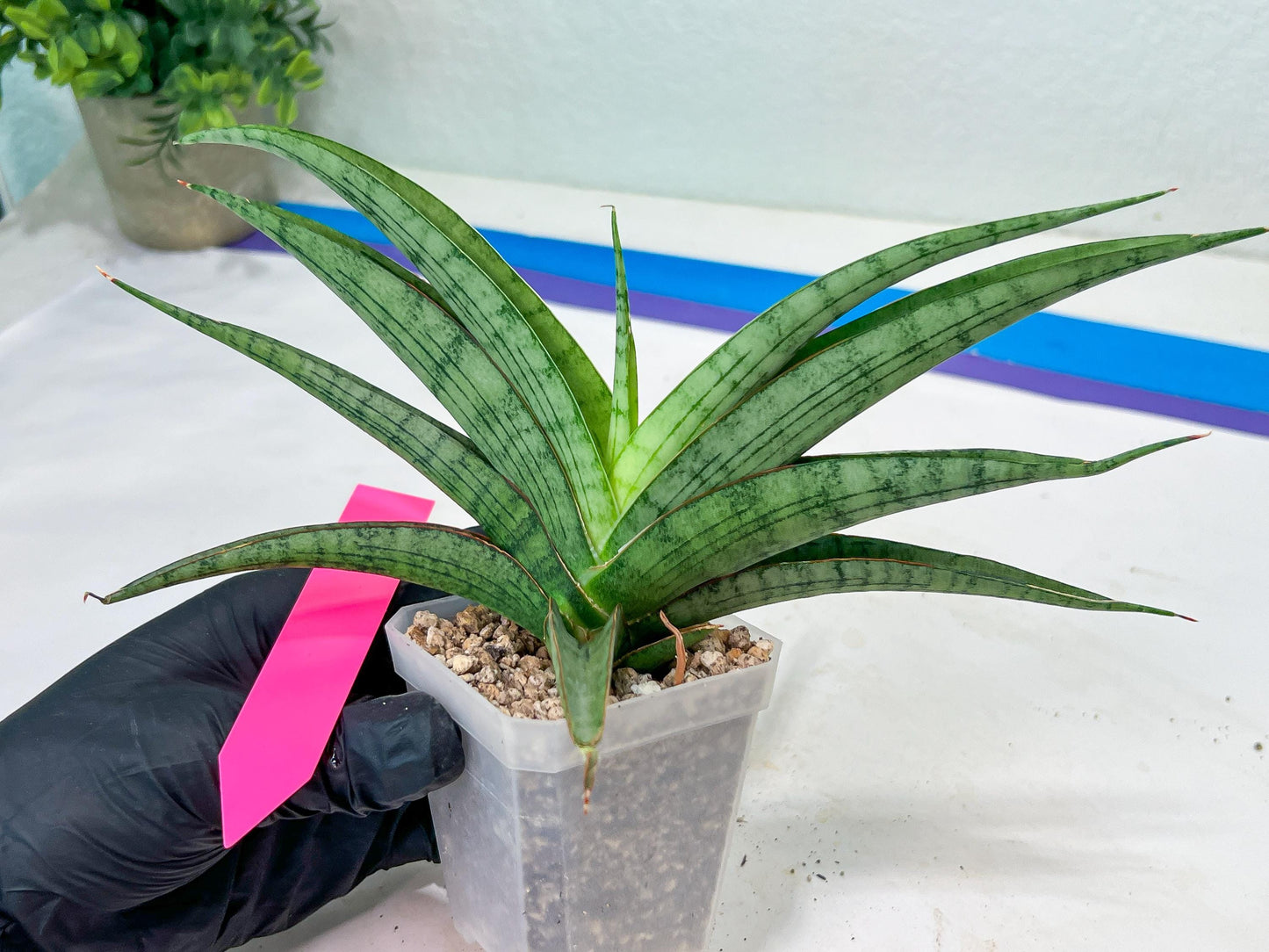 Sansevieria Serayu (#H59) | Imported Snake Plants