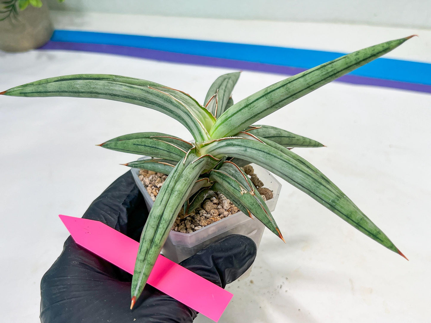 Sansevieria SSilver clone (#H60) | Imported Hybrids