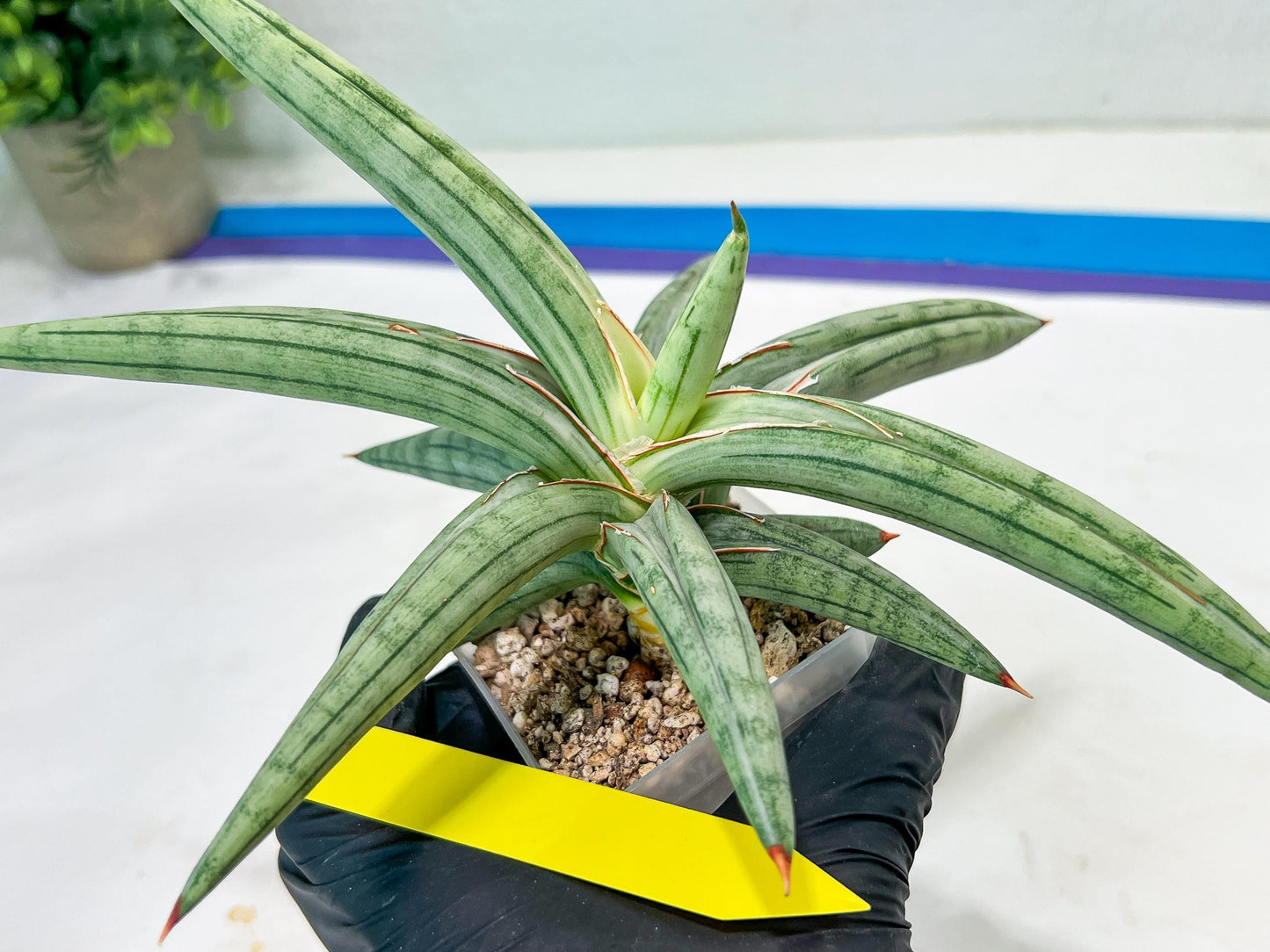 Sansevieria SSilver clone (#H60) | Imported Hybrids