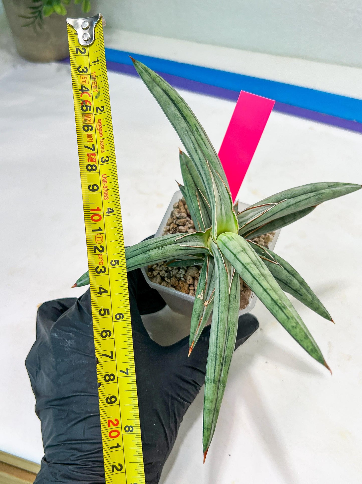 Sansevieria SSilver clone (#H60) | Imported Hybrids