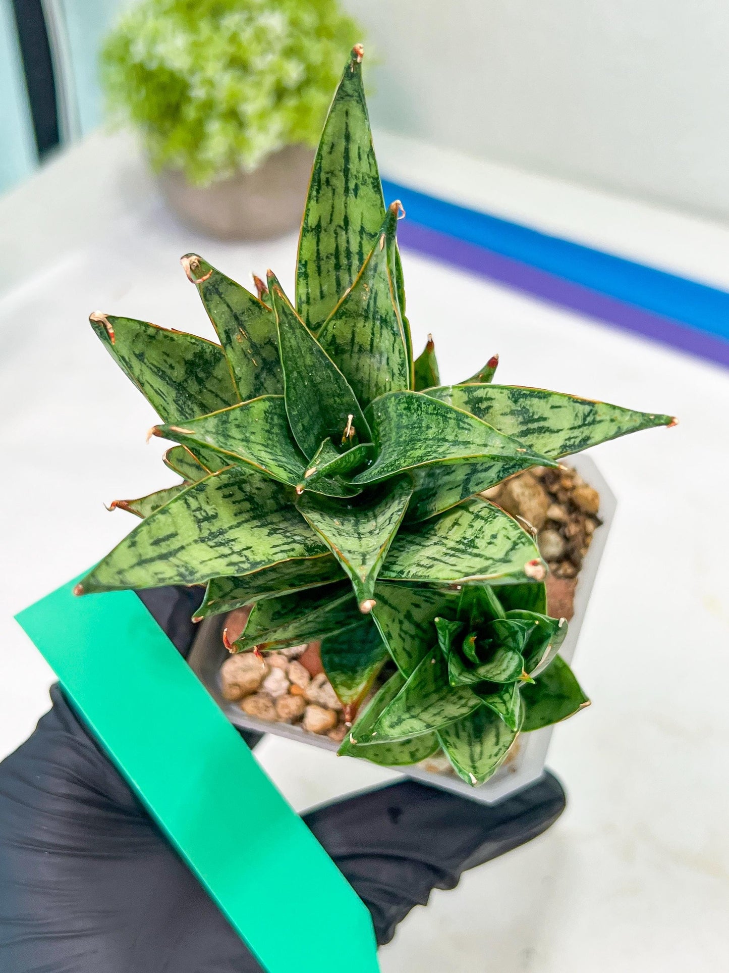 Sansevieria Margarita (#RA1) | Imported House Plants