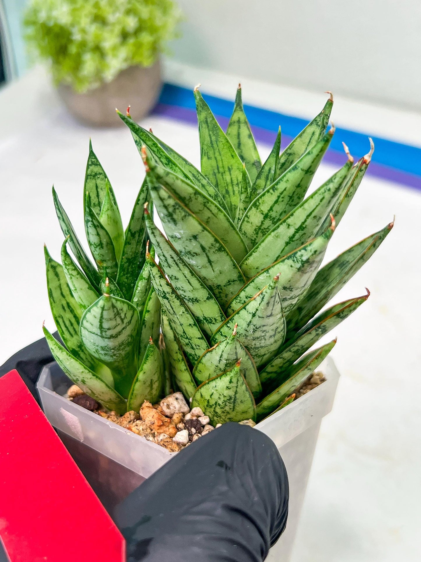 Sansevieria Margarita (#RA1) | Imported House Plants