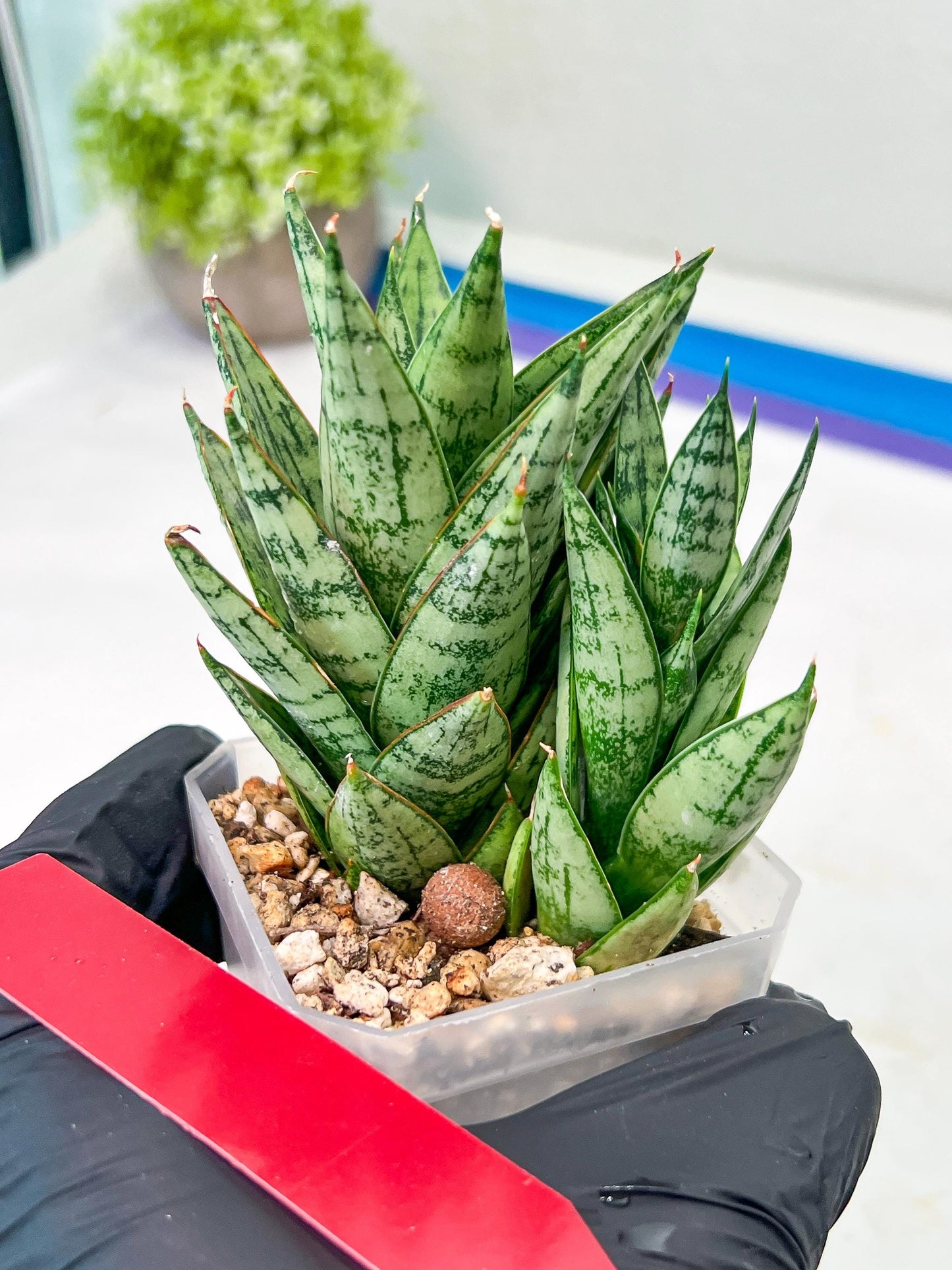 Sansevieria Margarita (#RA1) | Imported House Plants
