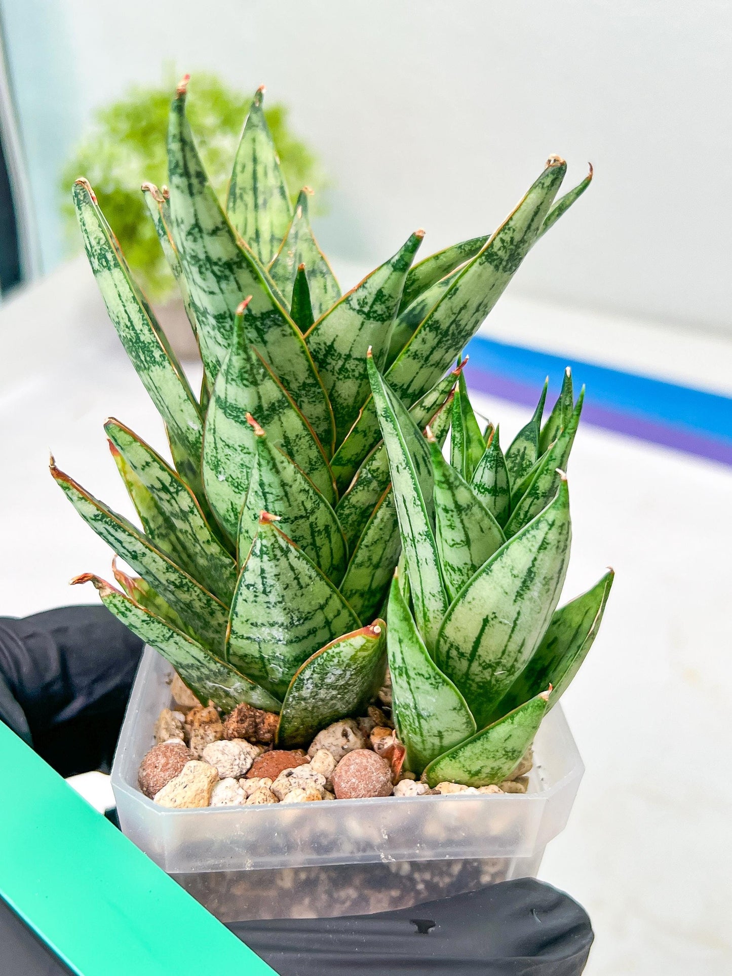 Sansevieria Margarita (#RA1) | Imported House Plants