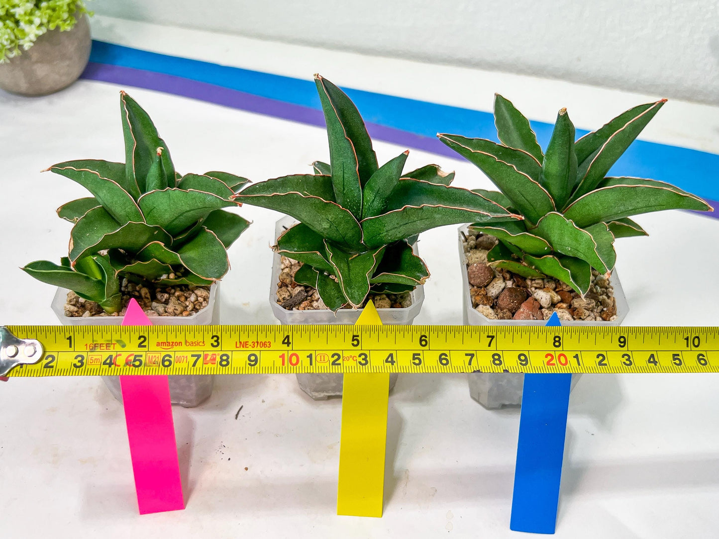 Sansevieria Rock Sand (#RA7) | Rare Imported Hybrids