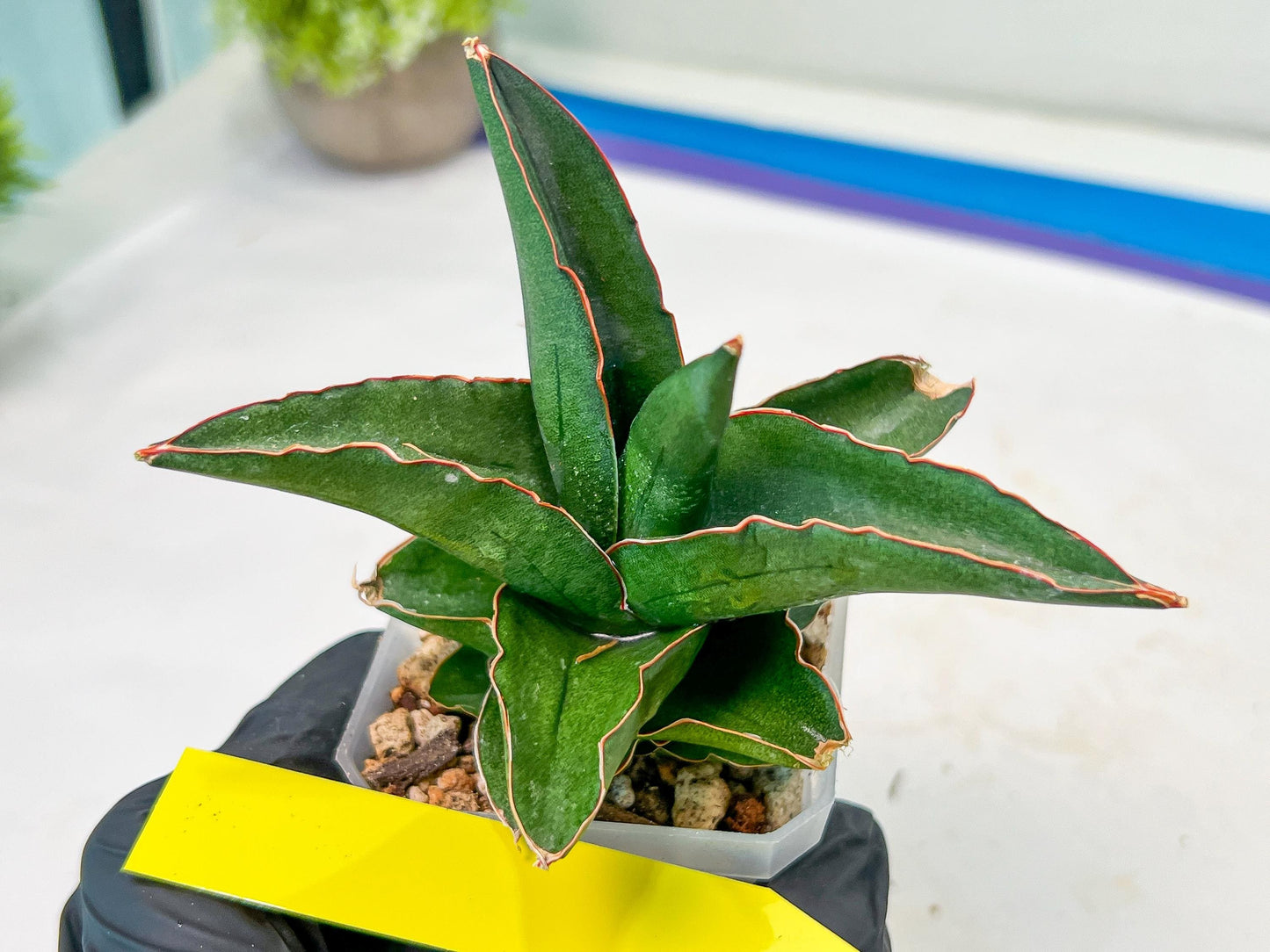 Sansevieria Rock Sand (#RA7) | Rare Imported Hybrids