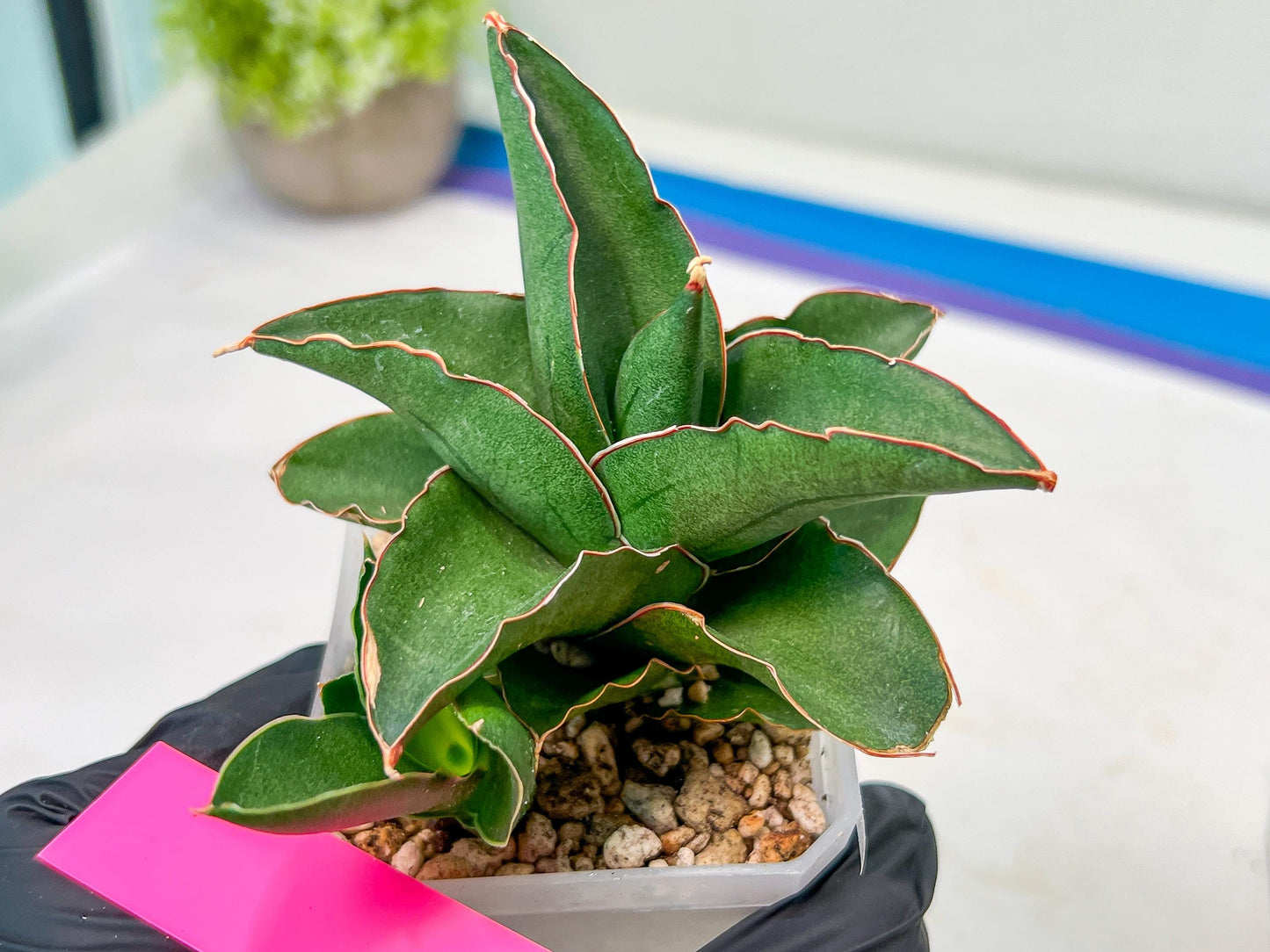 Sansevieria Rock Sand (#RA7) | Rare Imported Hybrids