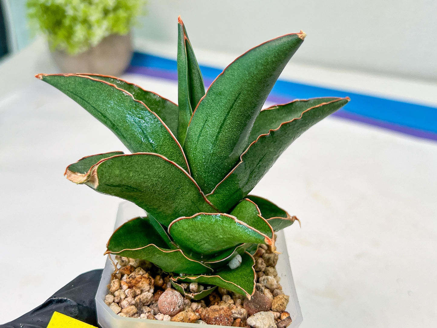 Sansevieria Rock Sand (#RA7) | Rare Imported Hybrids