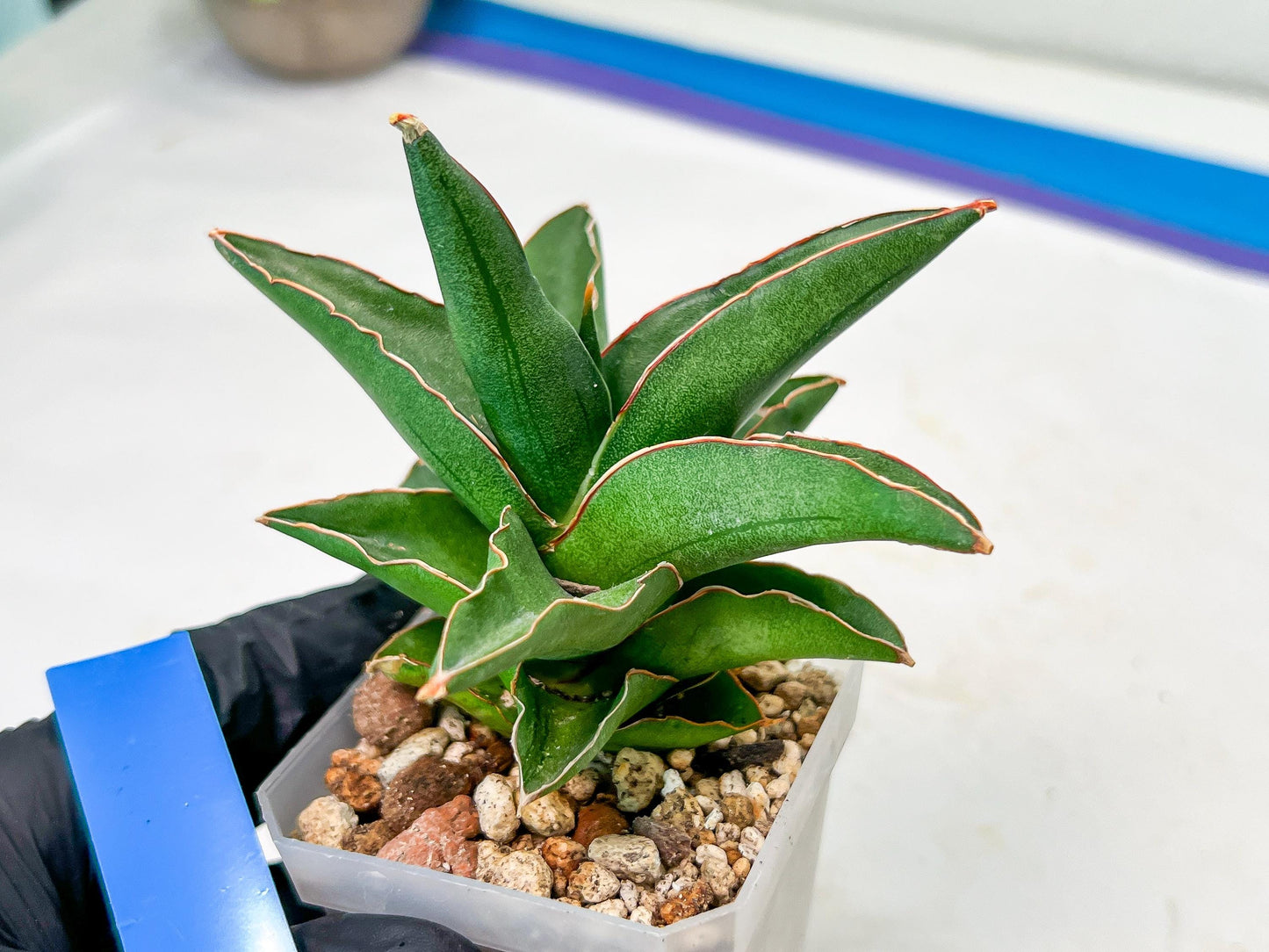 Sansevieria Rock Sand (#RA7) | Rare Imported Hybrids