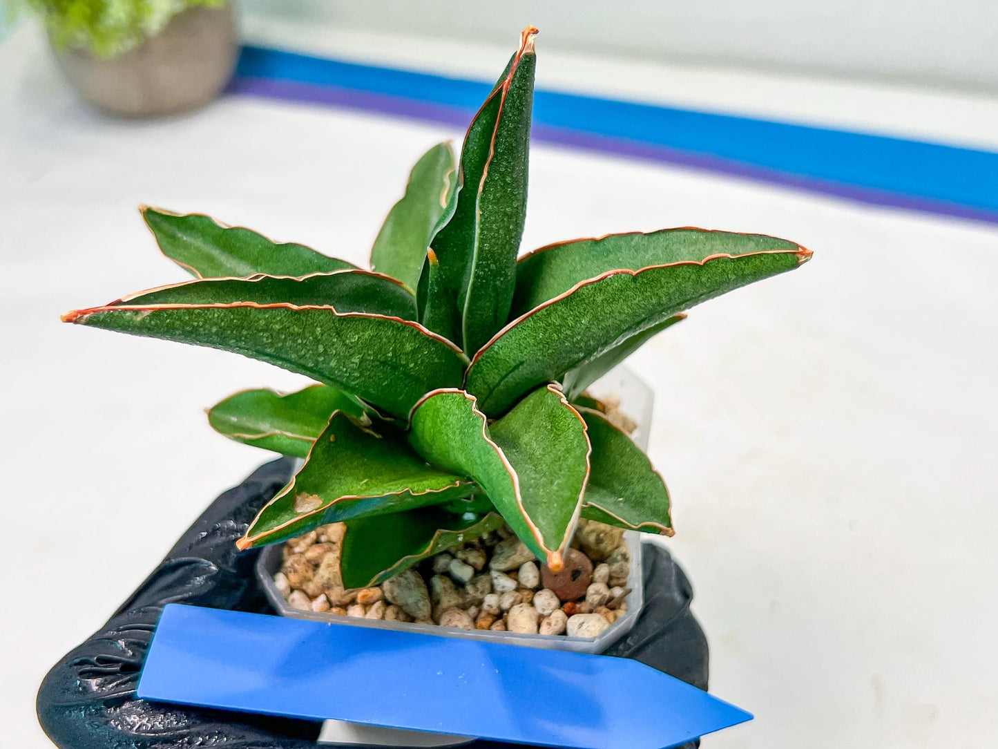 Sansevieria Rock Sand (#RA7) | Rare Imported Hybrids