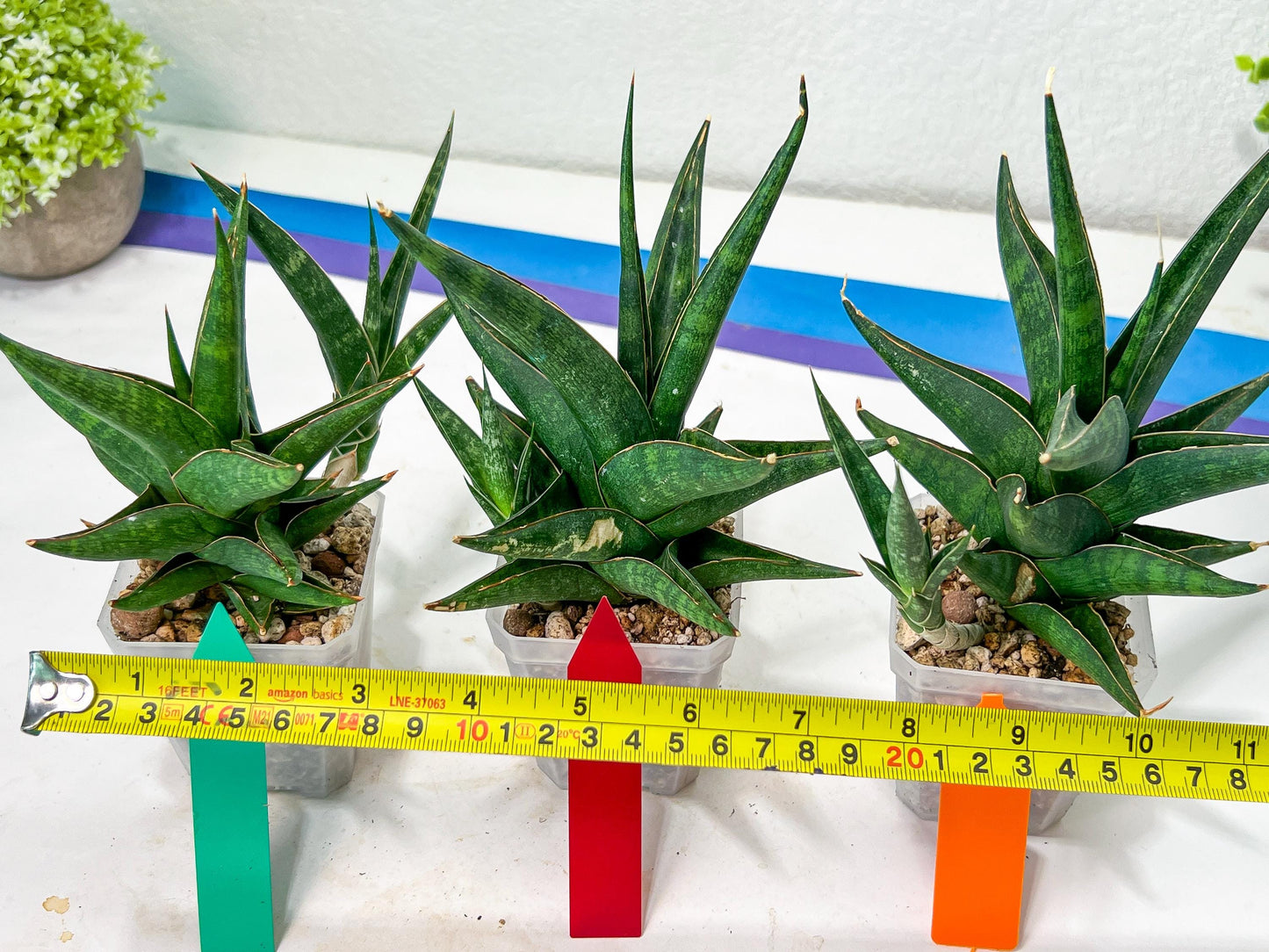 Sansevieria Prabu (#RA11) | Imported Plants | Rare Hybrid Species