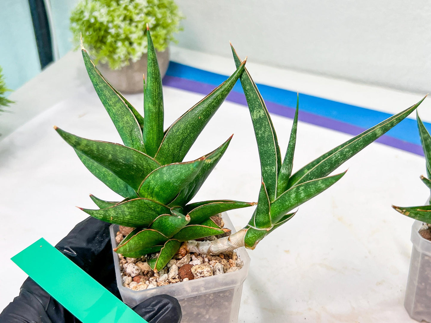 Sansevieria Prabu (#RA11) | Imported Plants | Rare Hybrid Species