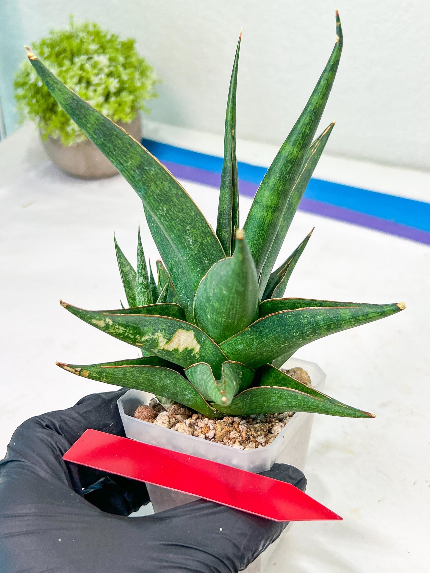 Sansevieria Prabu (#RA11) | Imported Plants | Rare Hybrid Species