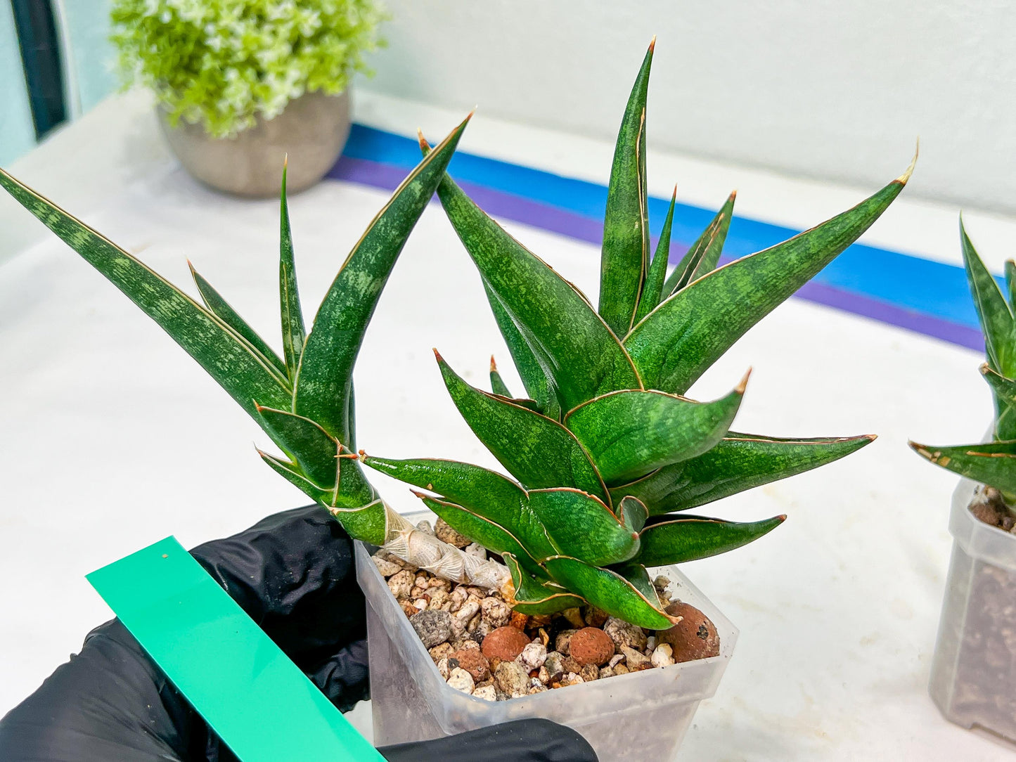 Sansevieria Prabu (#RA11) | Imported Plants | Rare Hybrid Species