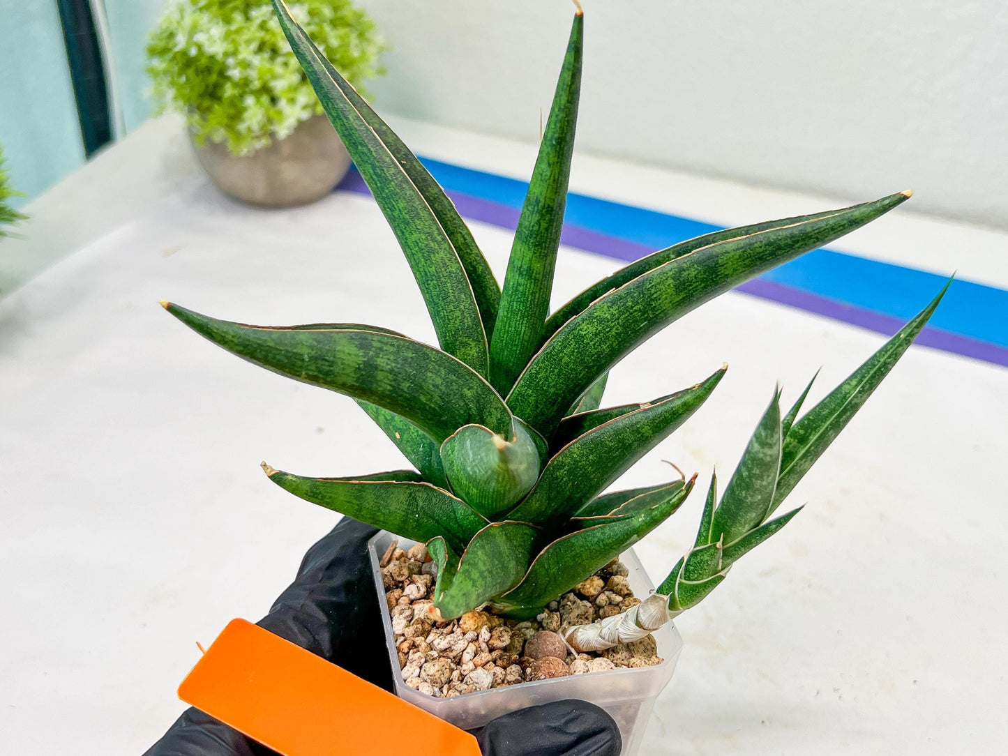 Sansevieria Prabu (#RA11) | Imported Plants | Rare Hybrid Species