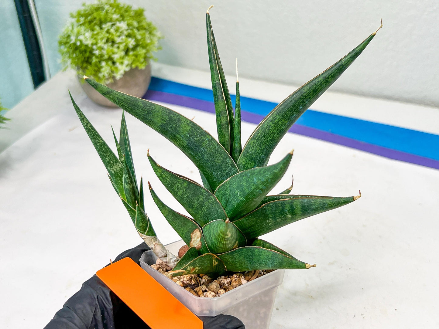 Sansevieria Prabu (#RA11) | Imported Plants | Rare Hybrid Species