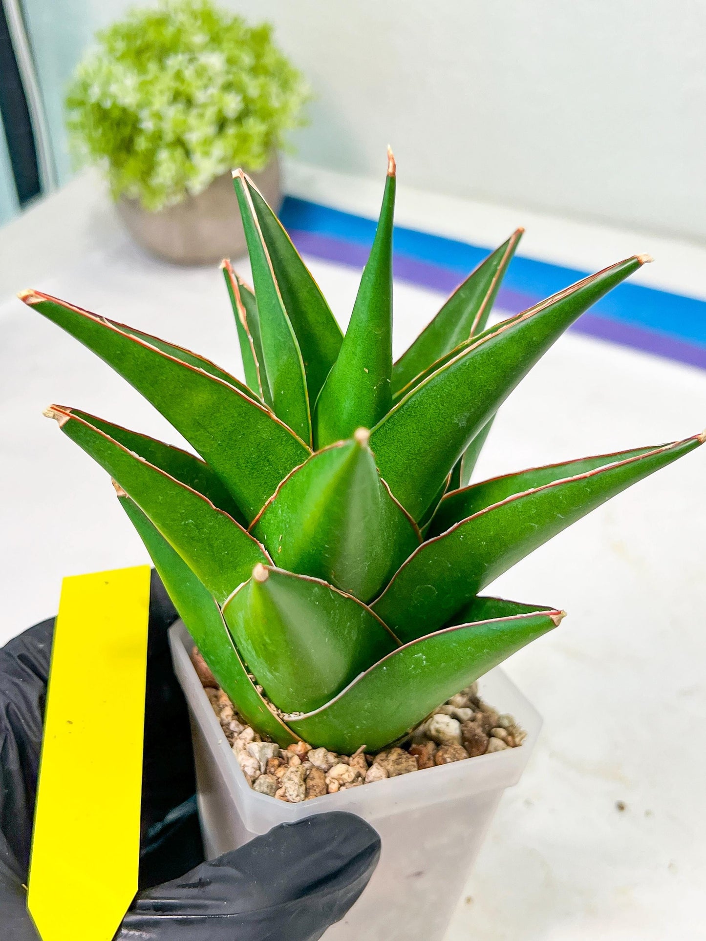 Sansaveria Tower (#RA12) | Imported Snake plant