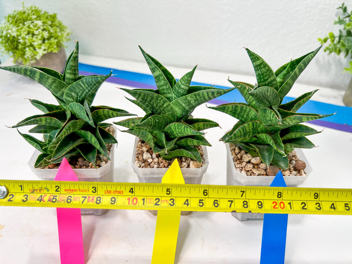 Sansevieria Sindoro (#RA13) | Imported Indoor Snake Plant